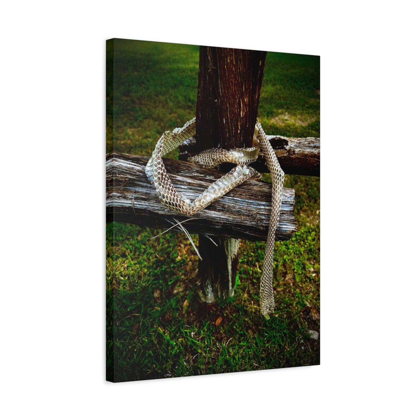 Snake Shed on Rustic Fence — Matte Stretched Canvas Wall Art