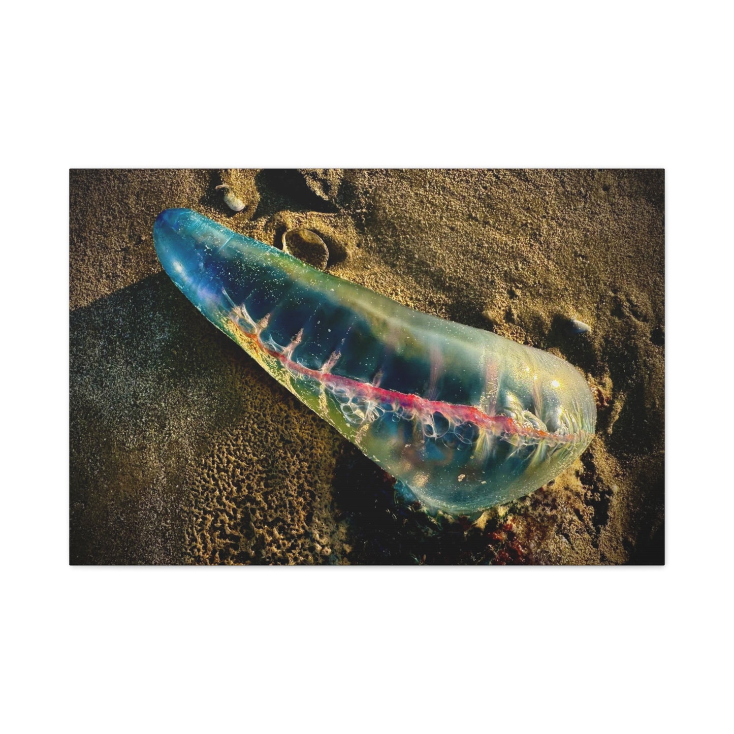 Blue Portuguese Man o' War Canvas Print — Beach Nautical Wall Art