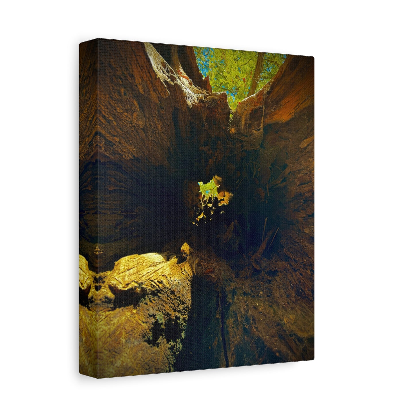 Forest Hollow Canvas Print — Matte Stretched Wall Art