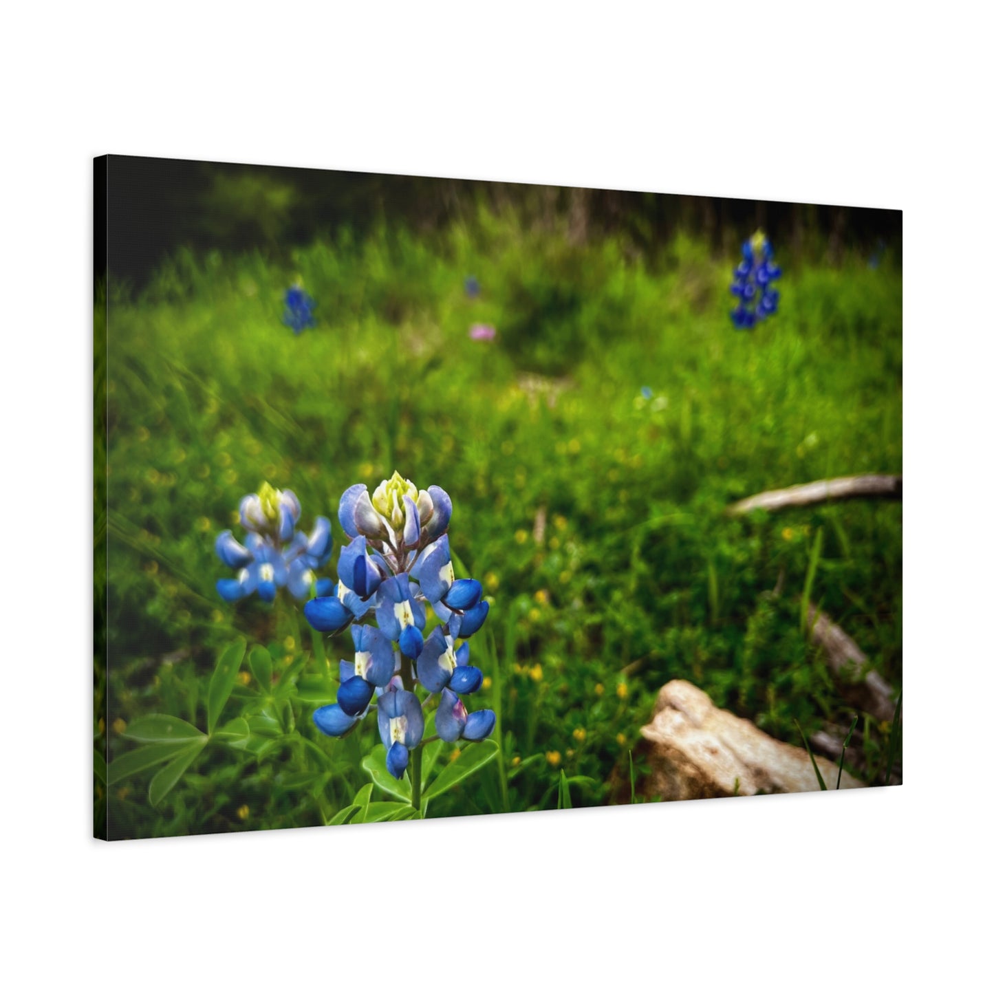 Bluebonnet Field Canvas Wall Art — Matte Stretched Floral Print