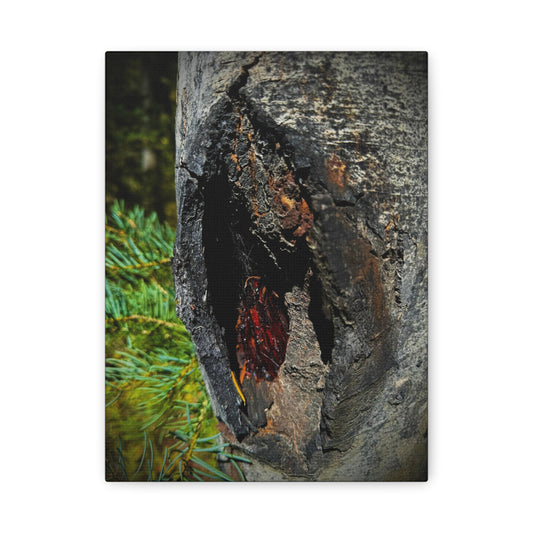 Tree Knot Close-Up Canvas Wall Art — Rustic Nature Photography Print