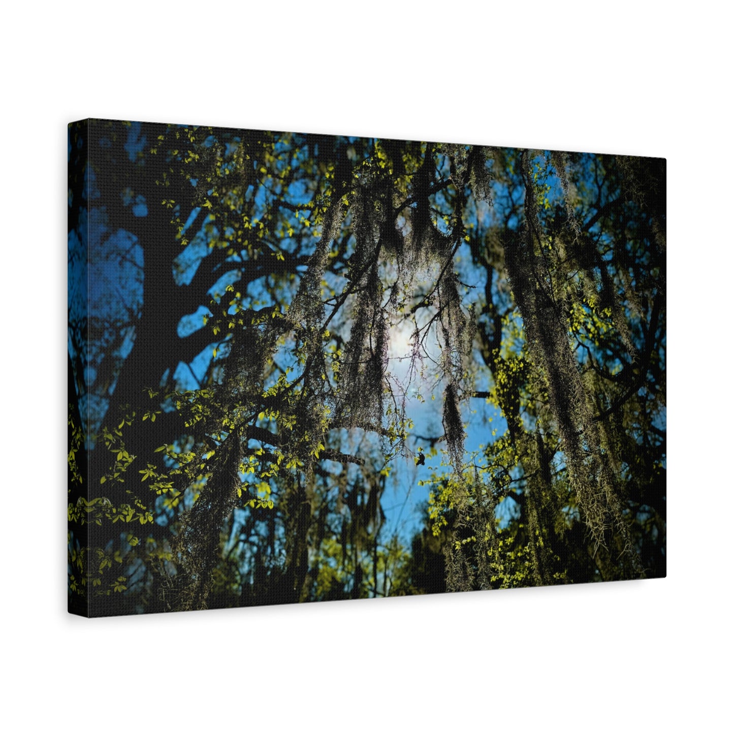 Spanish Moss Sunlight Matte Canvas Print — Stretched Wall Art (1.25")