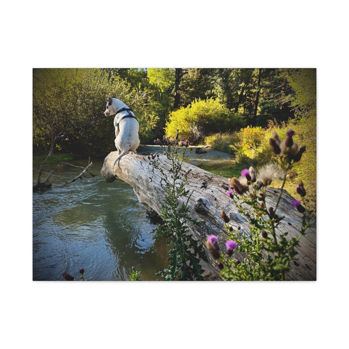 Scenic River Dog - Manxy - Canvas Print — Matte Stretched Wall Art