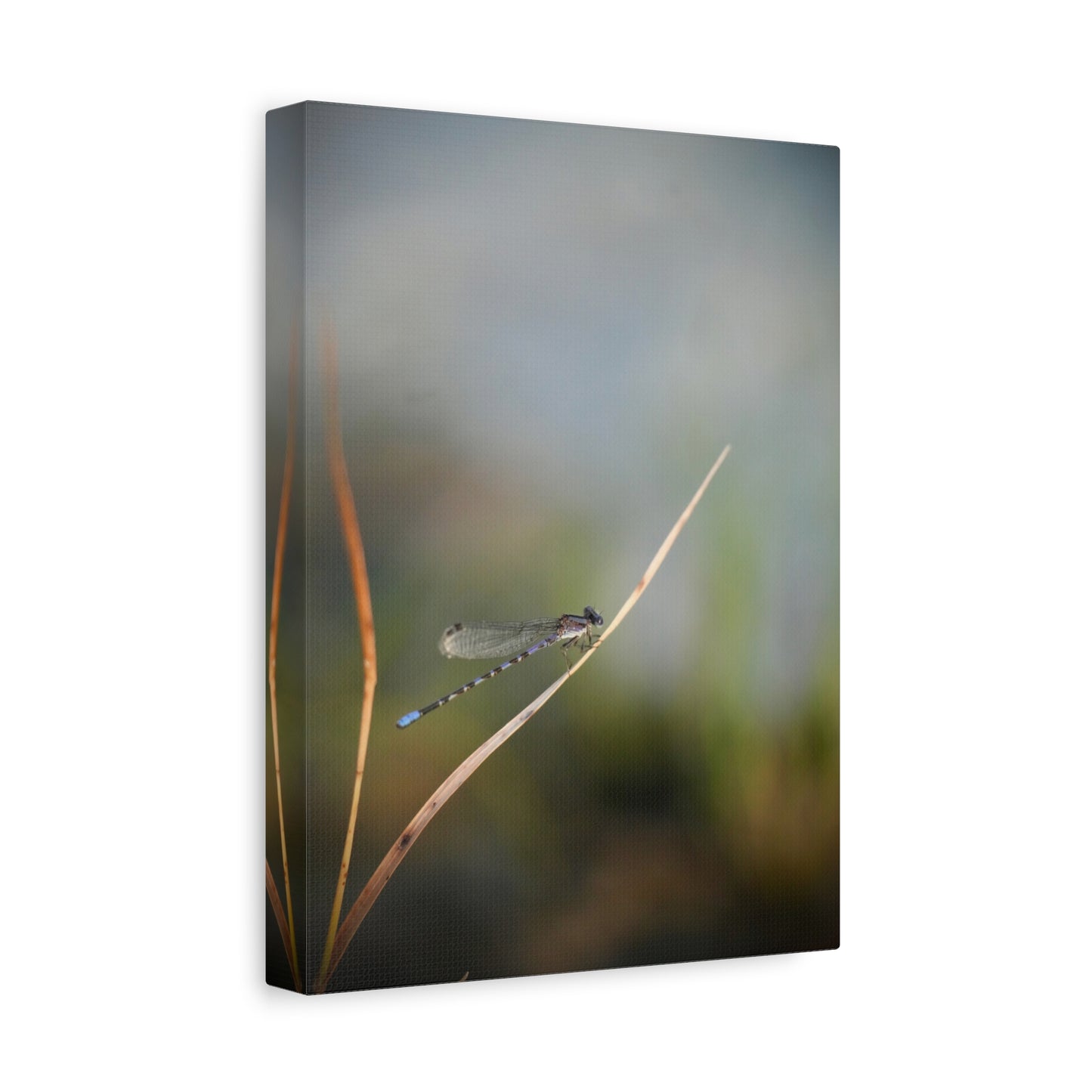 Dragonfly Meadow Matte Canvas Print – Stretched Wall Art