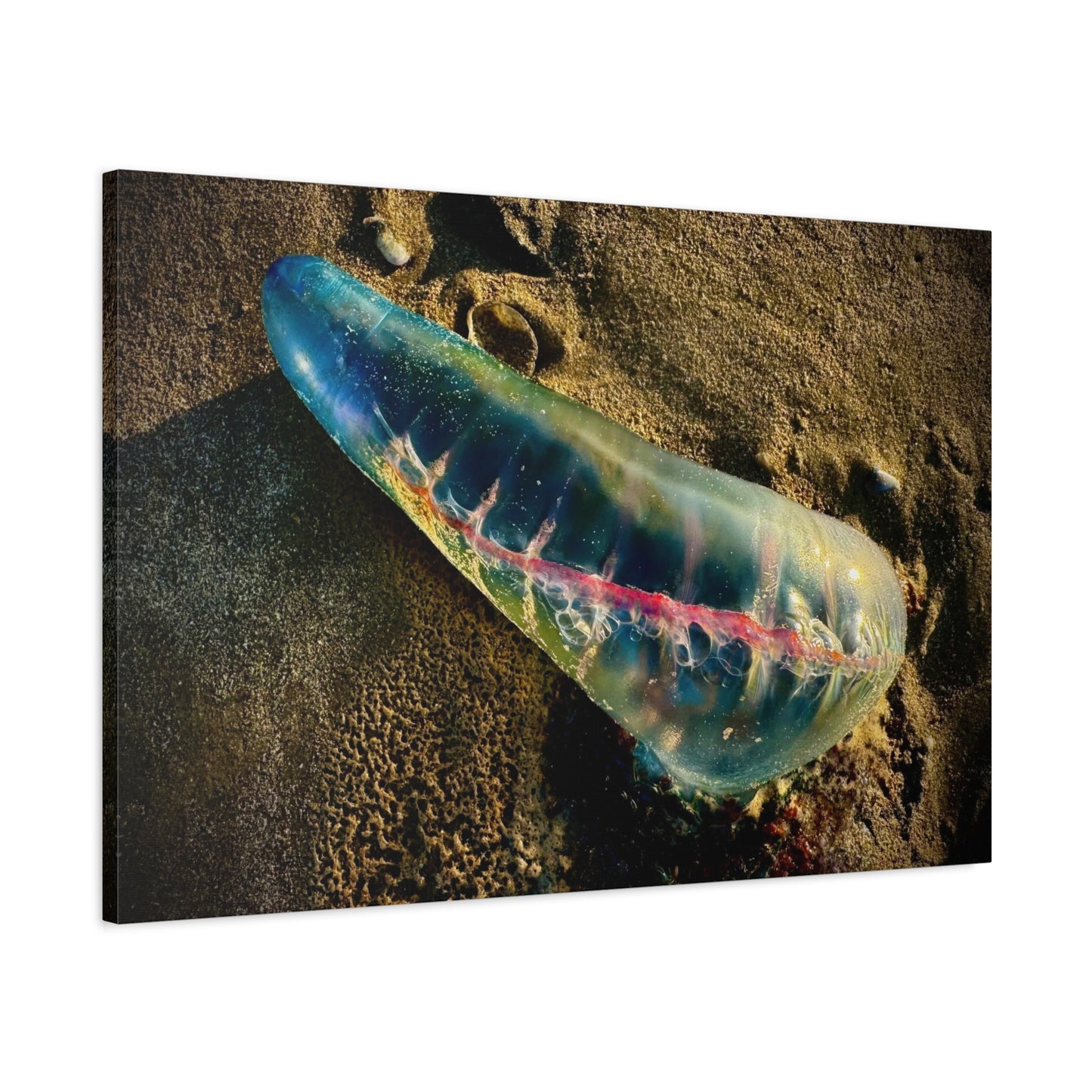 Blue Portuguese Man o' War Canvas Print — Beach Nautical Wall Art