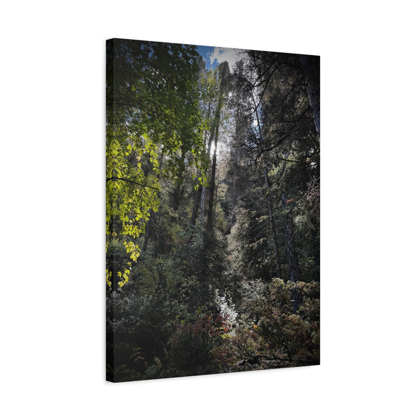 Forest Light Matte Canvas Print — Sunlit Woodland Wall Art (Stretched 1.25")