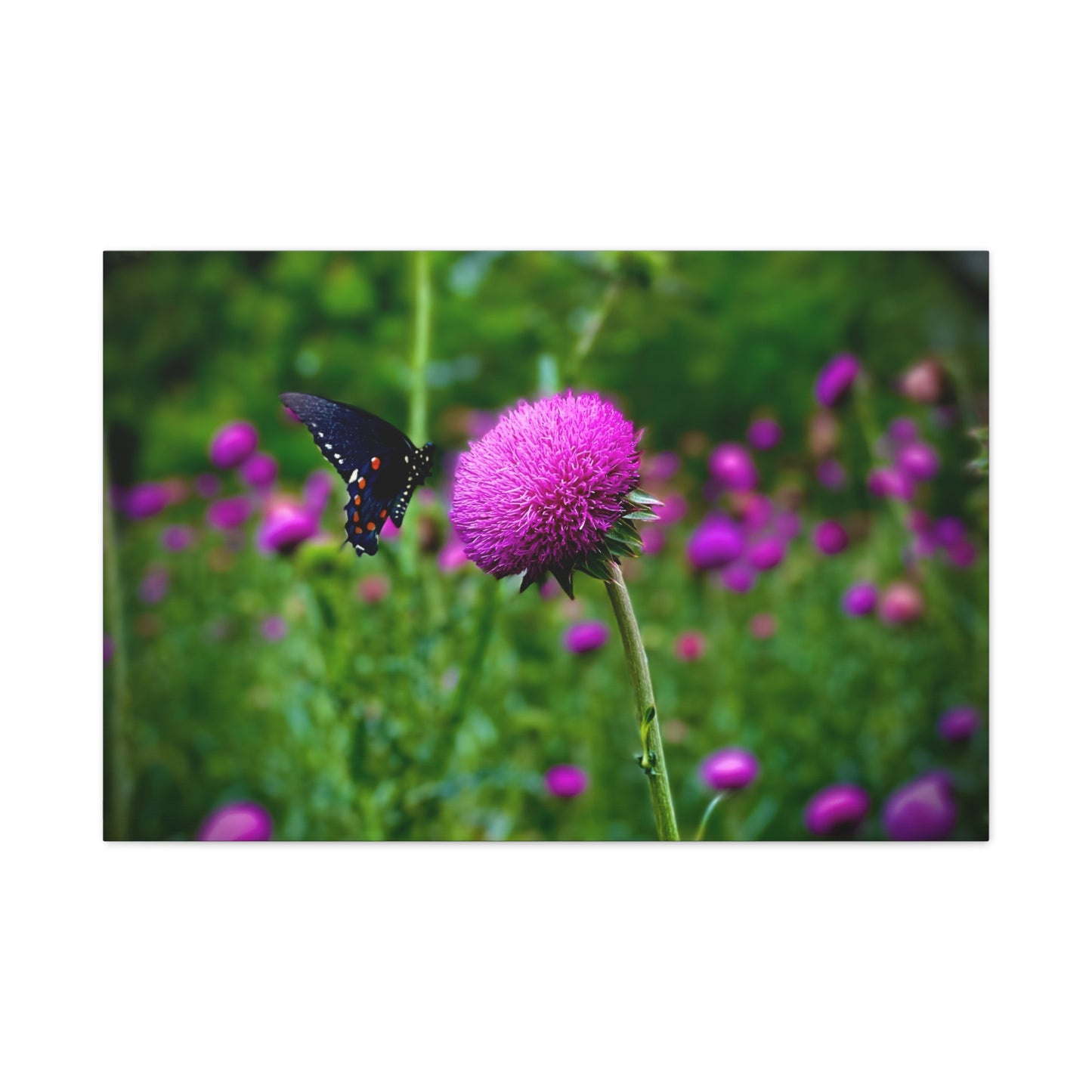 Butterfly on Pink Thistle Canvas Print — Floral Nature Wall Art