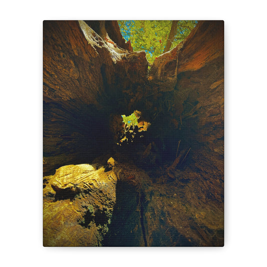 Forest Hollow Canvas Print — Matte Stretched Wall Art