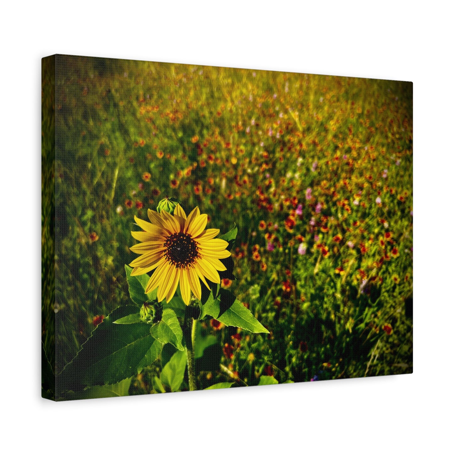 Lone Sunflower In Indian Blanket Field Matte Canvas, Stretched, 1.25"