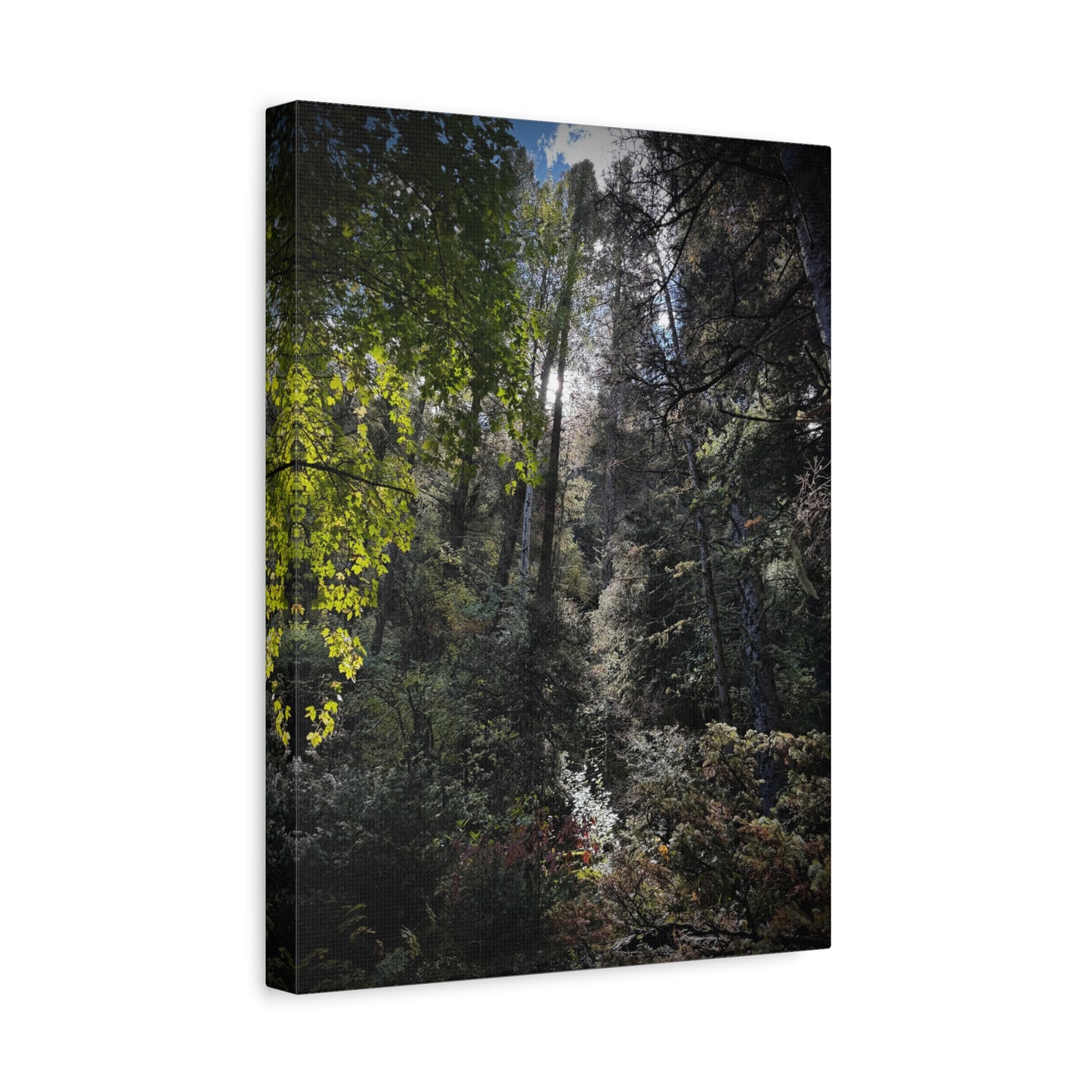 Forest Light Matte Canvas Print — Sunlit Woodland Wall Art (Stretched 1.25")
