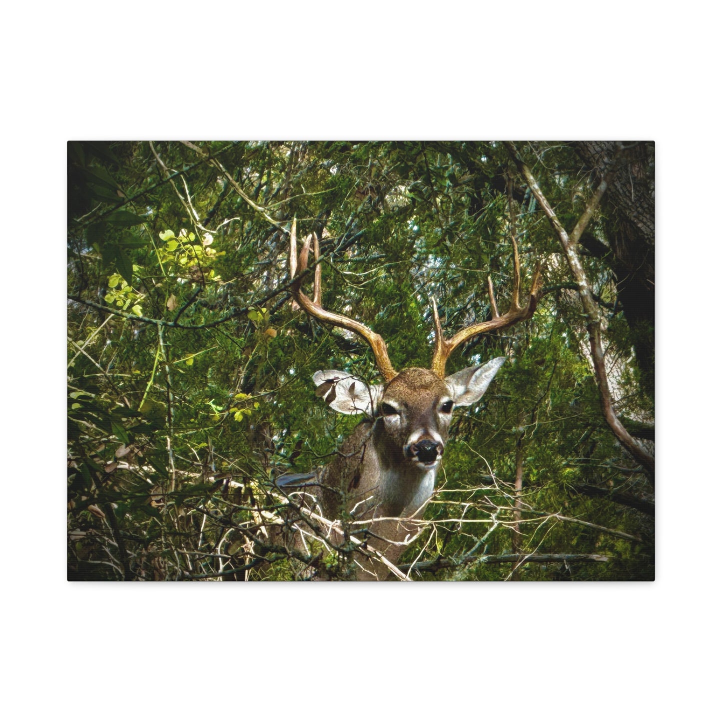 Deer in Forest Matte Canvas Wall Art — Stretched Nature Wildlife Print