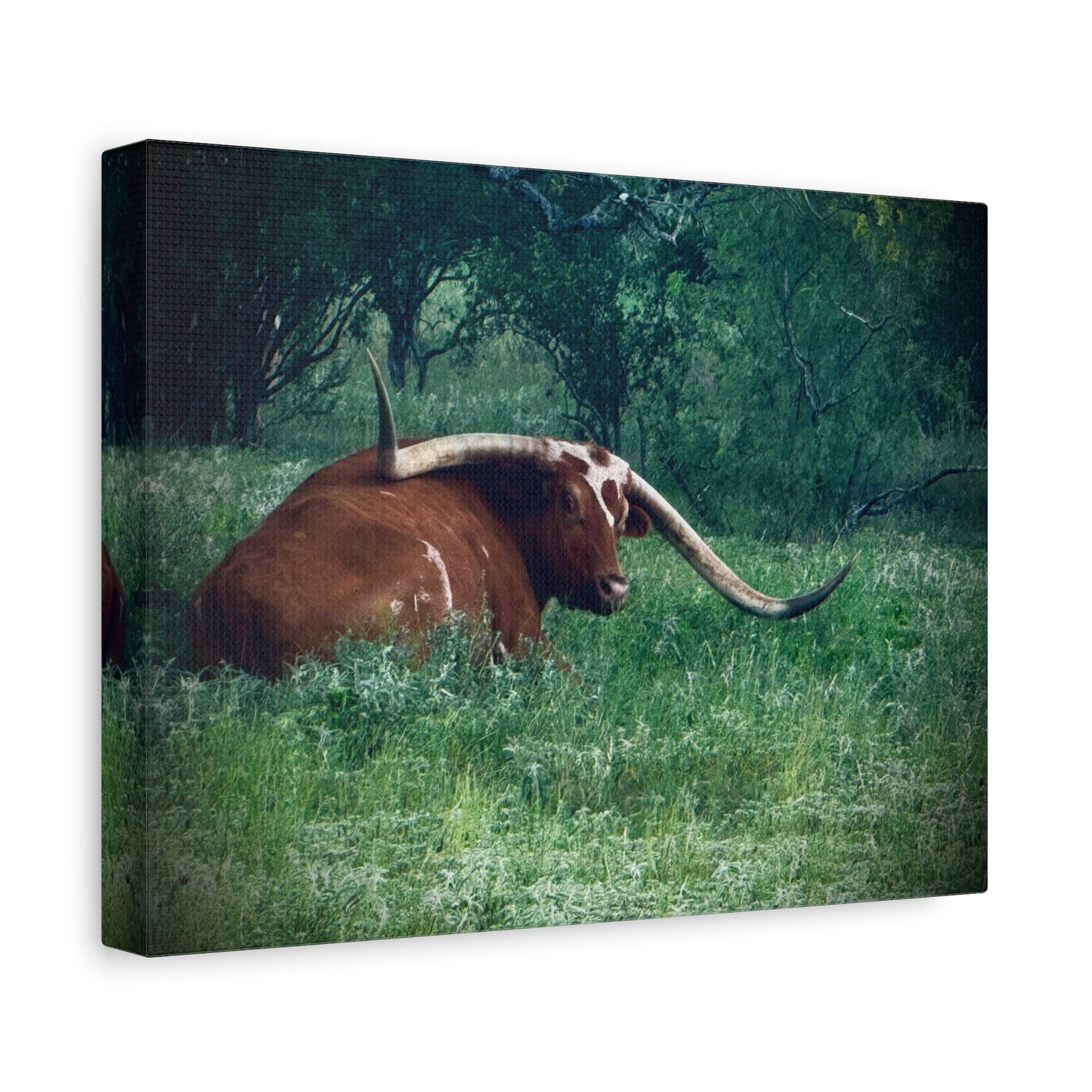 Longhorn Steer Canvas Print - Rustic Texas Ranch Wall Art