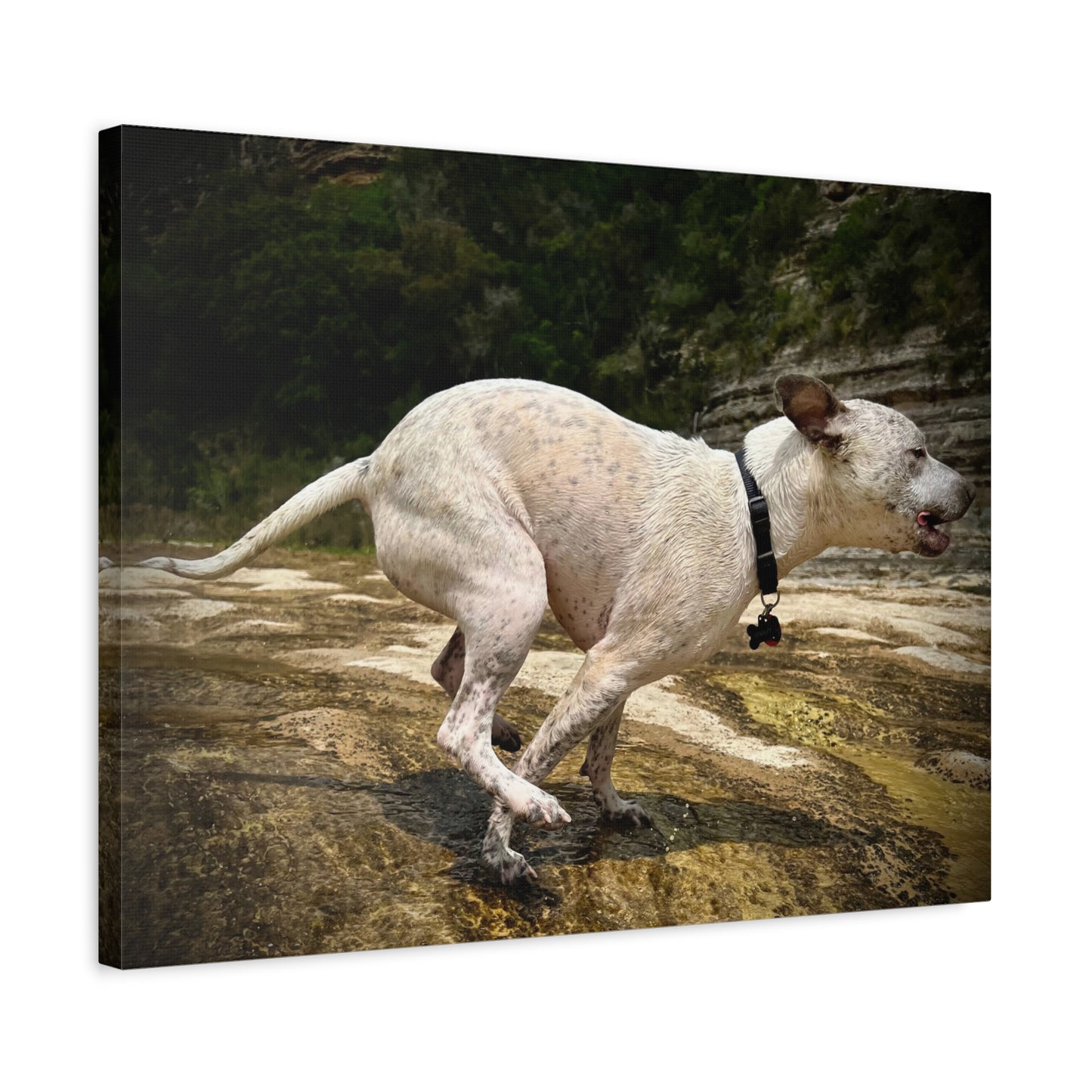 Running Dog Canvas Wall Art – Matte Stretched Pet Photo Print