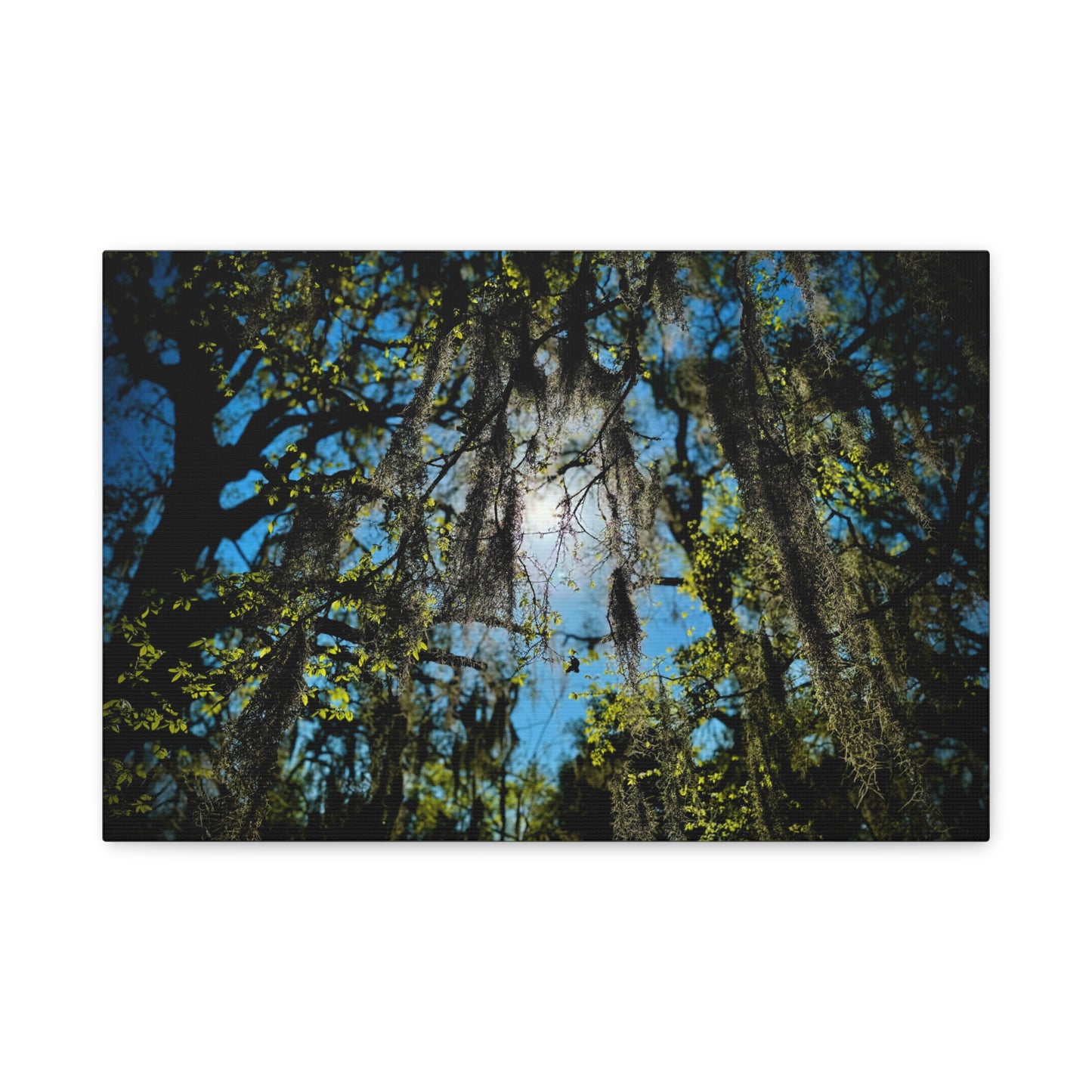 Spanish Moss Sunlight Matte Canvas Print — Stretched Wall Art (1.25")