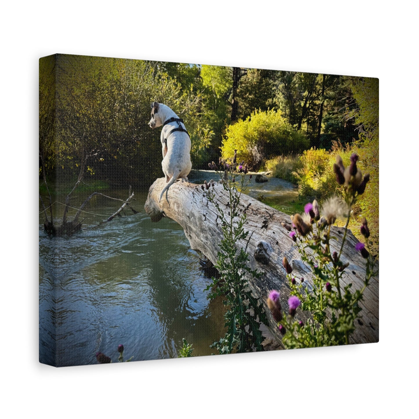 Scenic River Dog - Manxy - Canvas Print — Matte Stretched Wall Art
