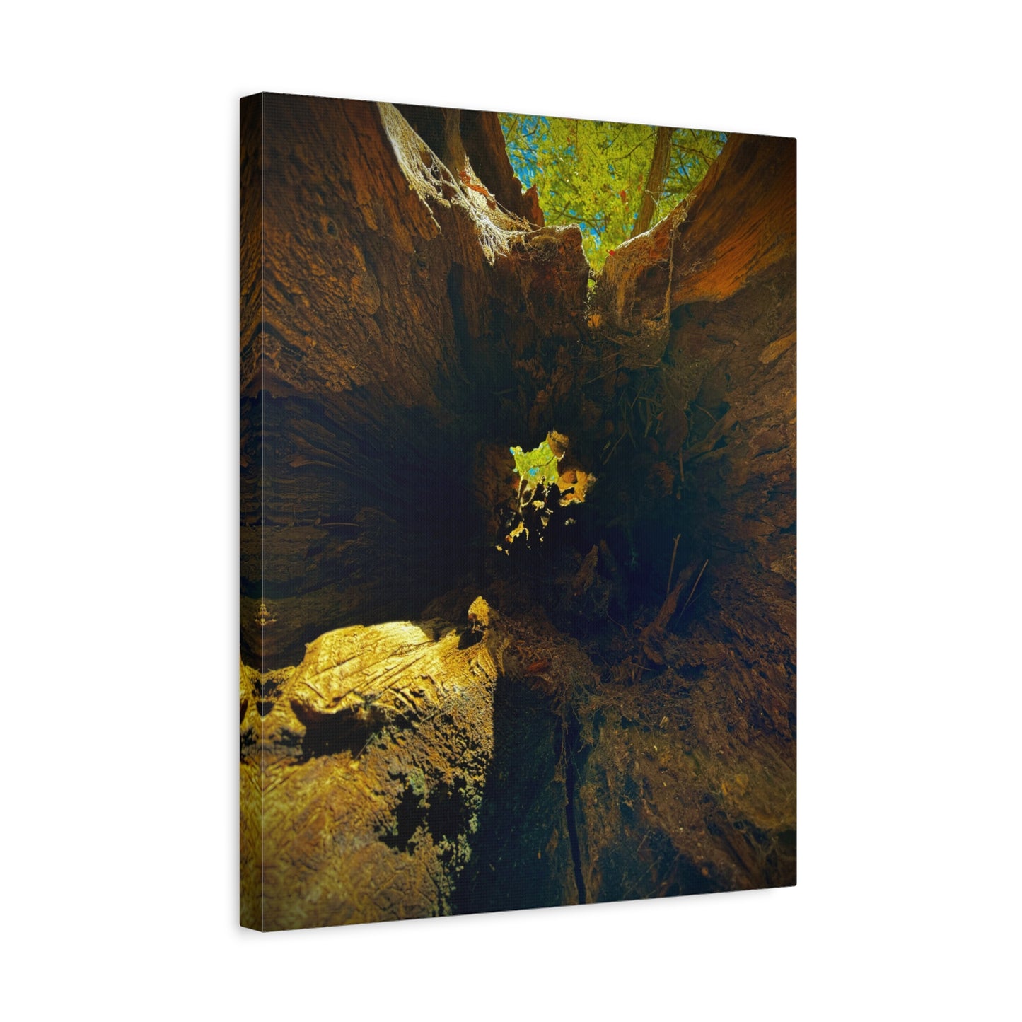 Forest Hollow Canvas Print — Matte Stretched Wall Art