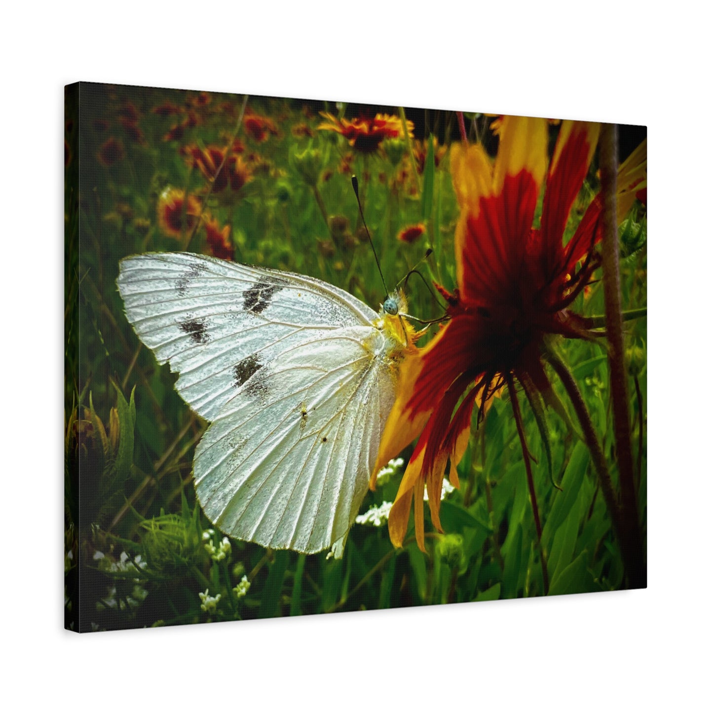 White Butterfly on Wildflower Canvas Print — Nature Wall Art, Garden Butterfly Photography