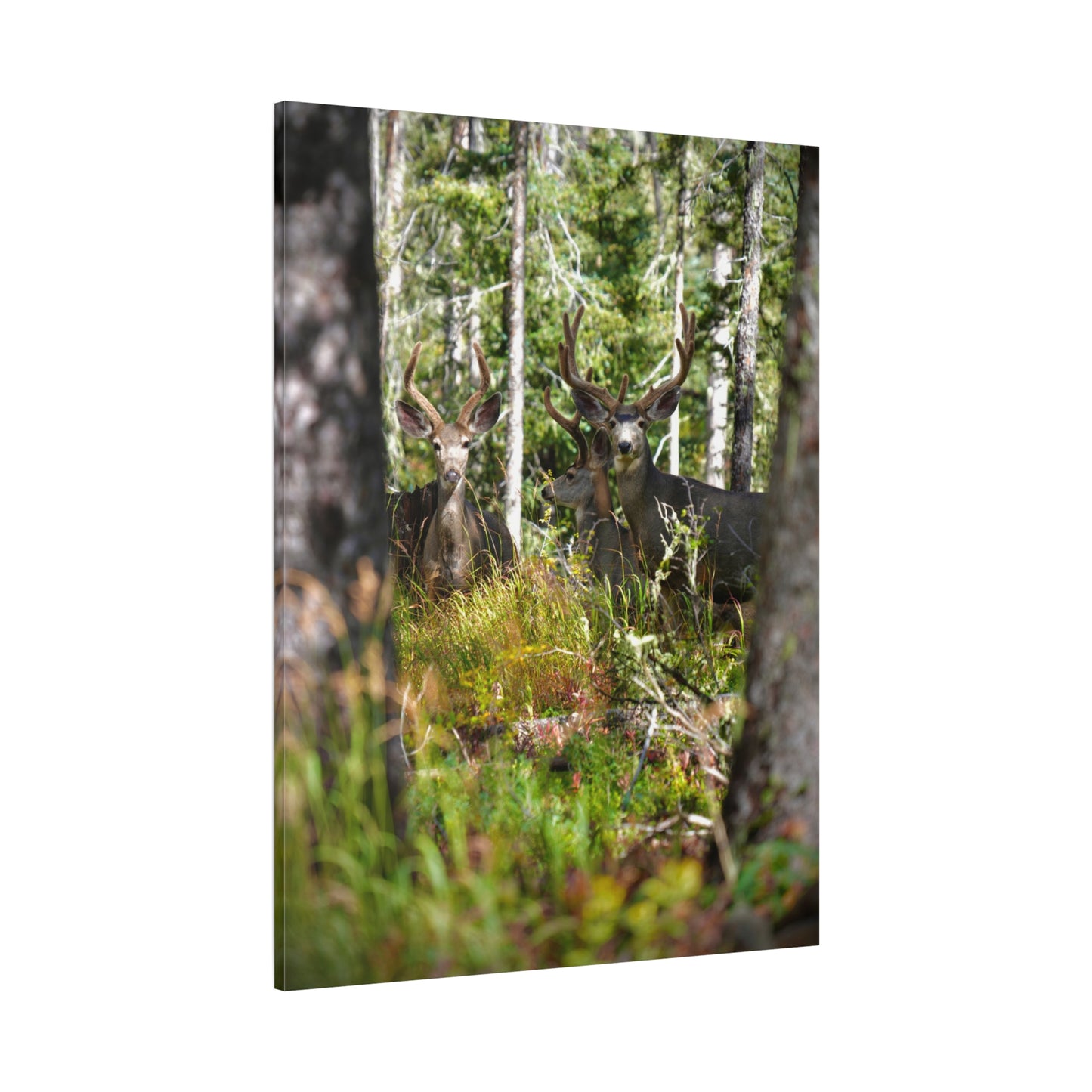 Deer in Forest Matte Canvas Print — Stretched Woodland Wildlife Wall Art