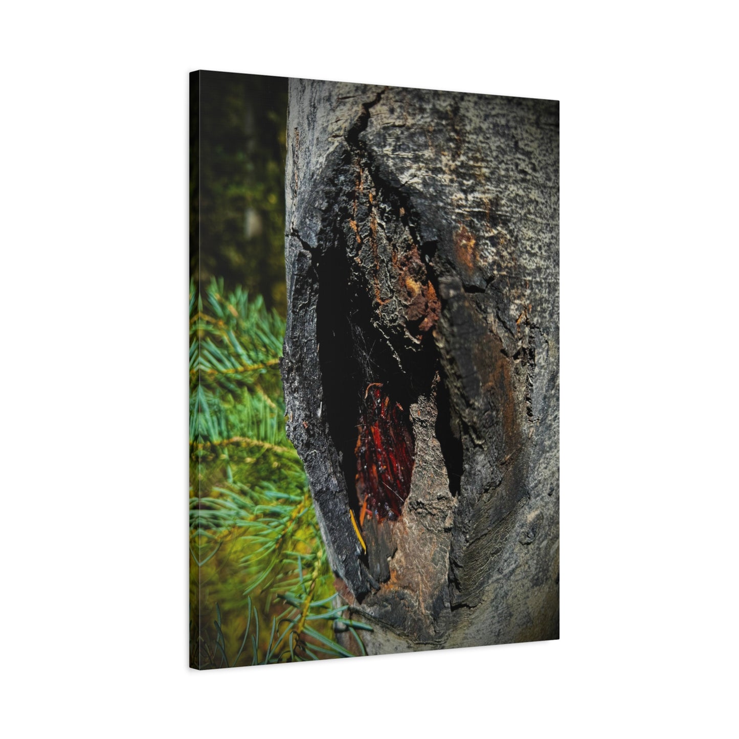 Tree Knot Close-Up Canvas Wall Art — Rustic Nature Photography Print