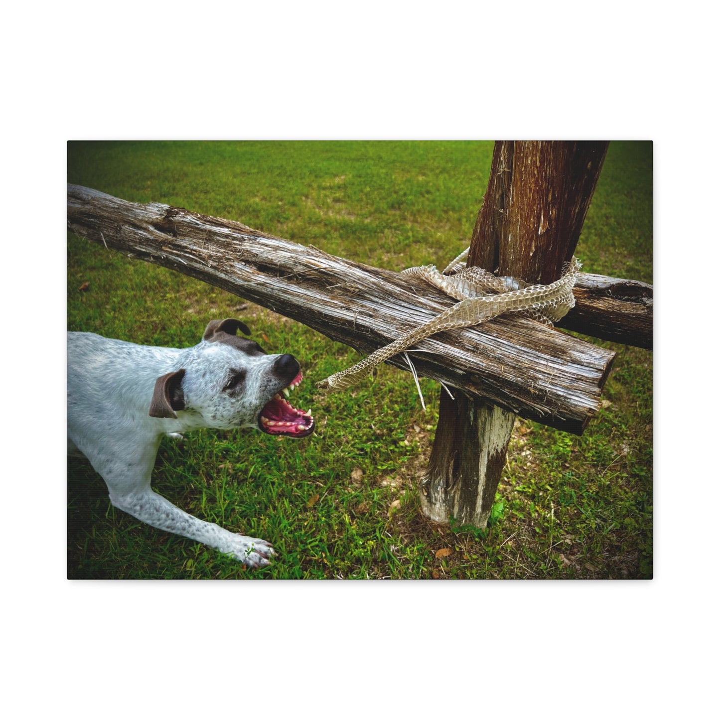 Dog Biting At Snake Skin Matte Canvas, Stretched, 1.25"