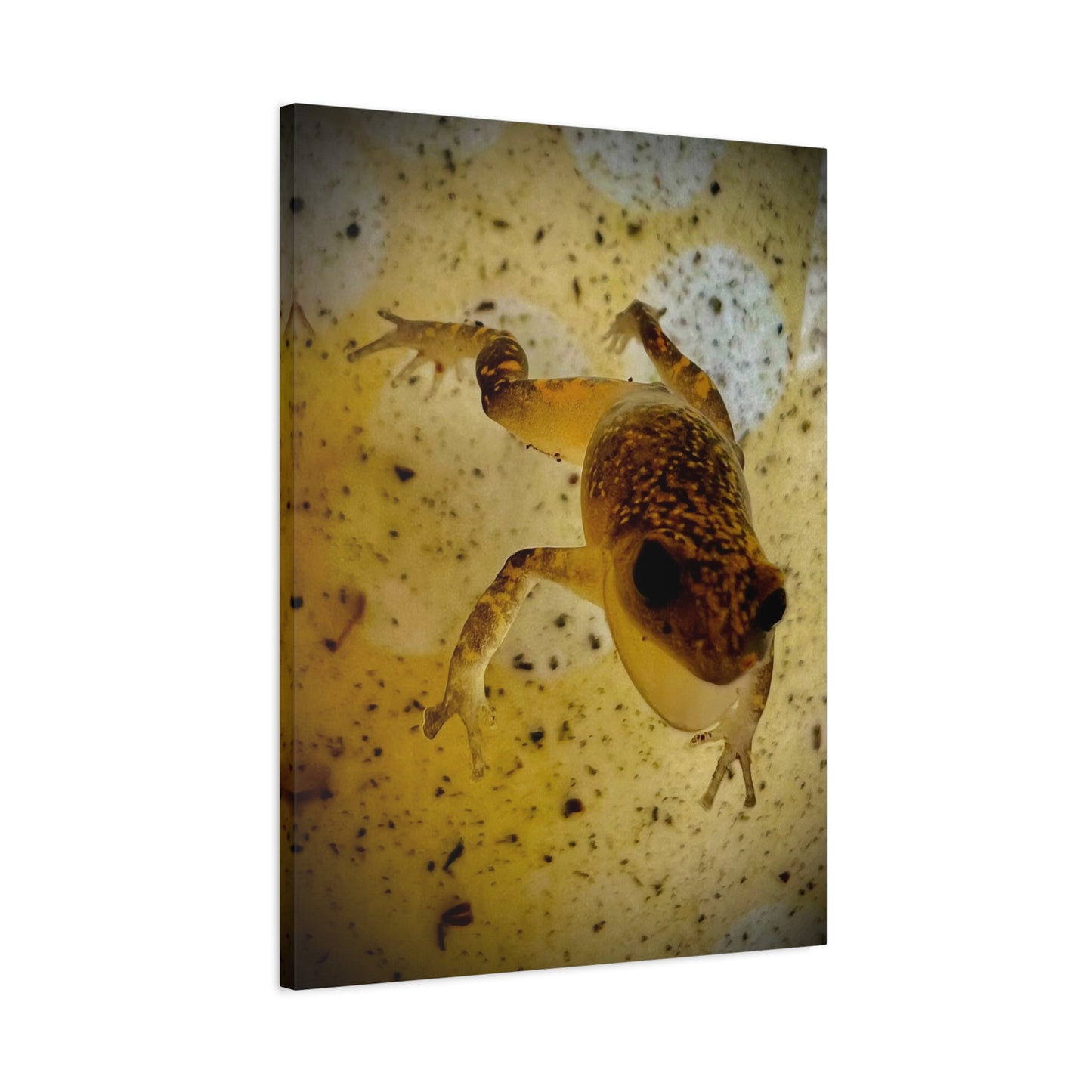 Golden Frog Canvas Wall Art — Close-Up Amphibian Photography
