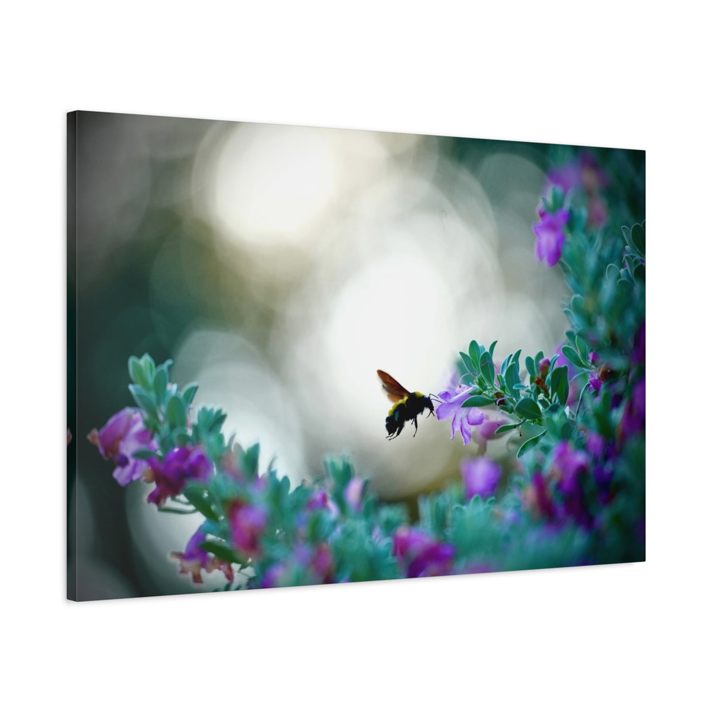 Bumble Bee in Bloom Matte Canvas Wall Art