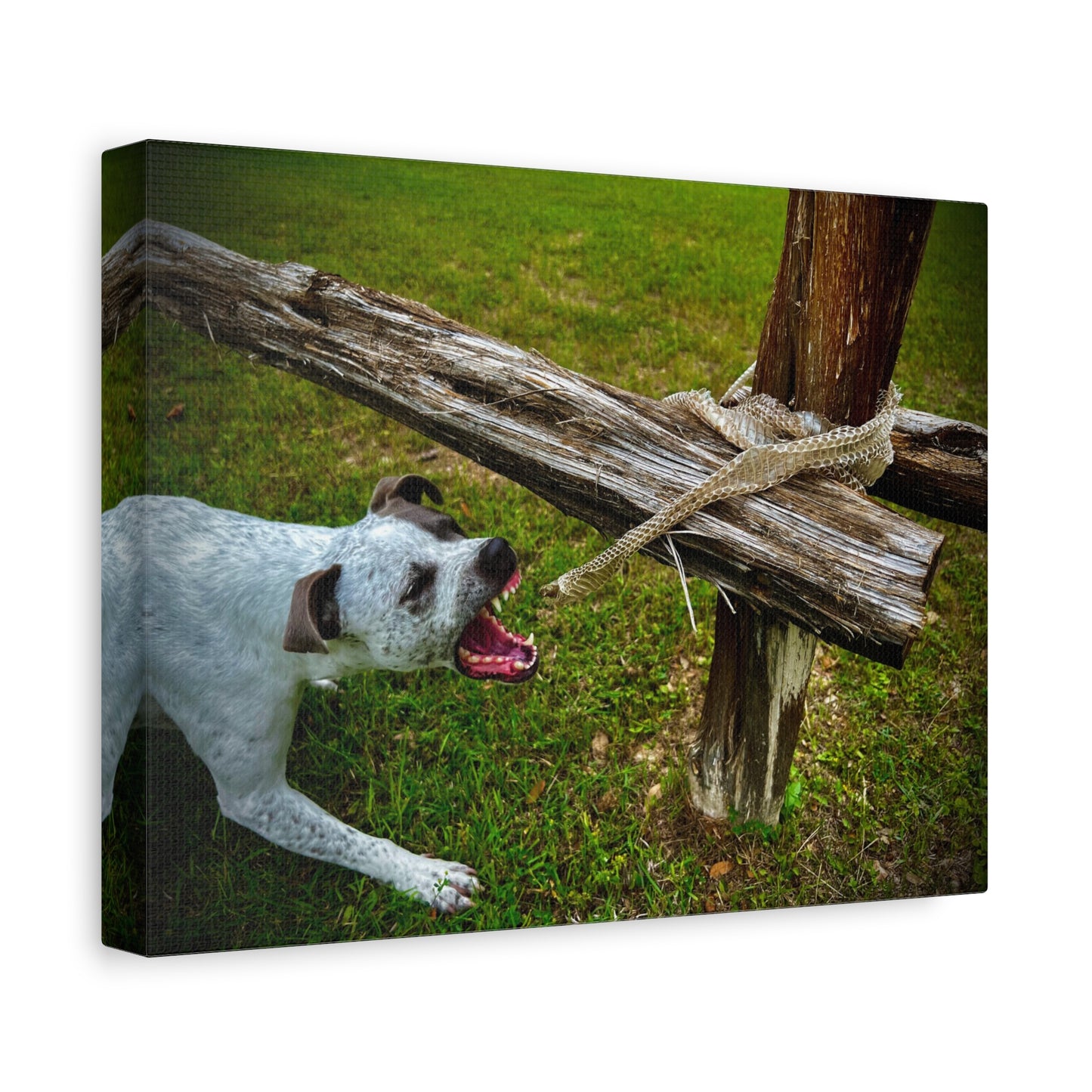 Dog Biting At Snake Skin Matte Canvas, Stretched, 1.25"