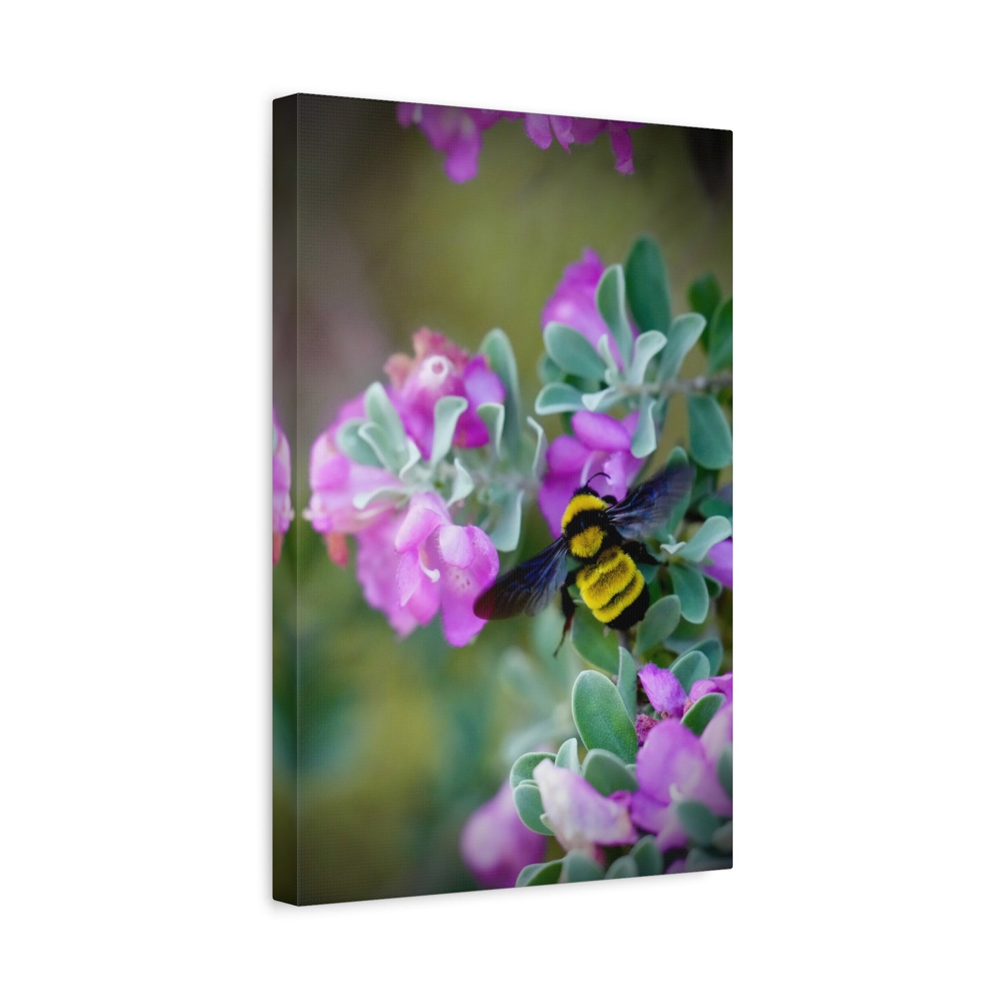 Bumblebee on Pink Flowers Matte Stretched Canvas