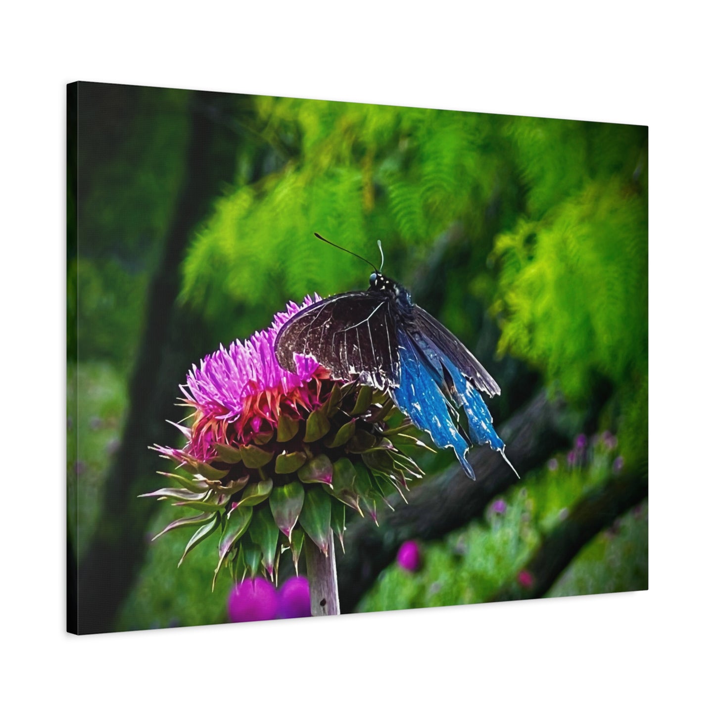 Blue Swallowtail on Thistle — Matte Stretched Canvas Wall Art