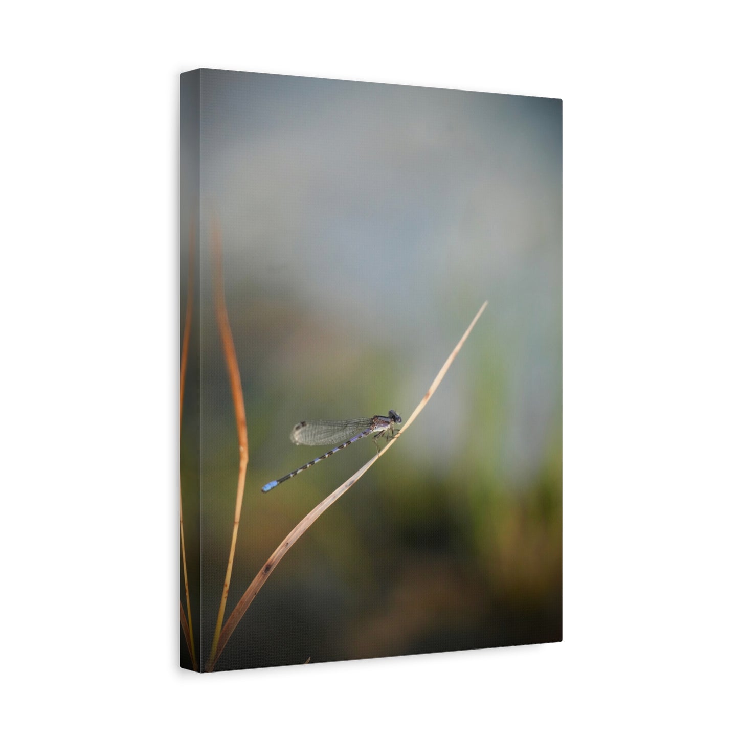 Dragonfly Meadow Matte Canvas Print – Stretched Wall Art