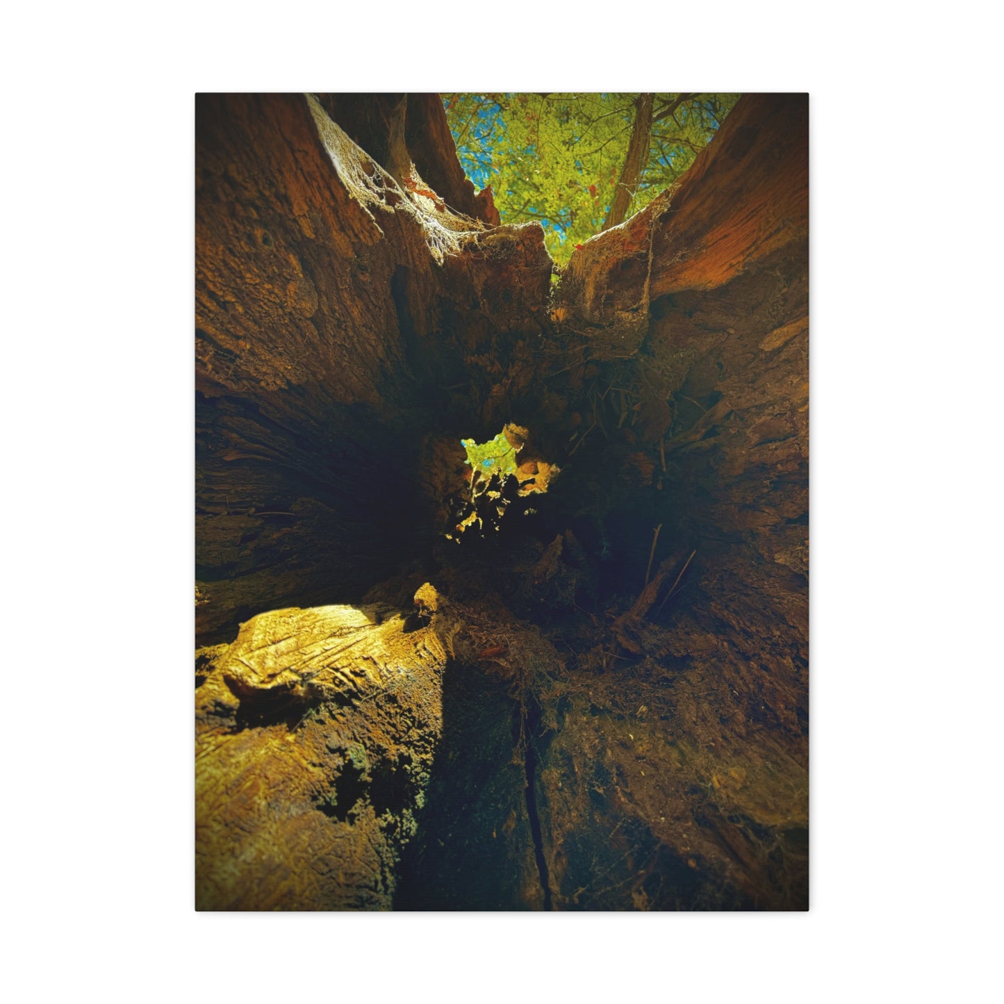 Forest Hollow Canvas Print — Matte Stretched Wall Art