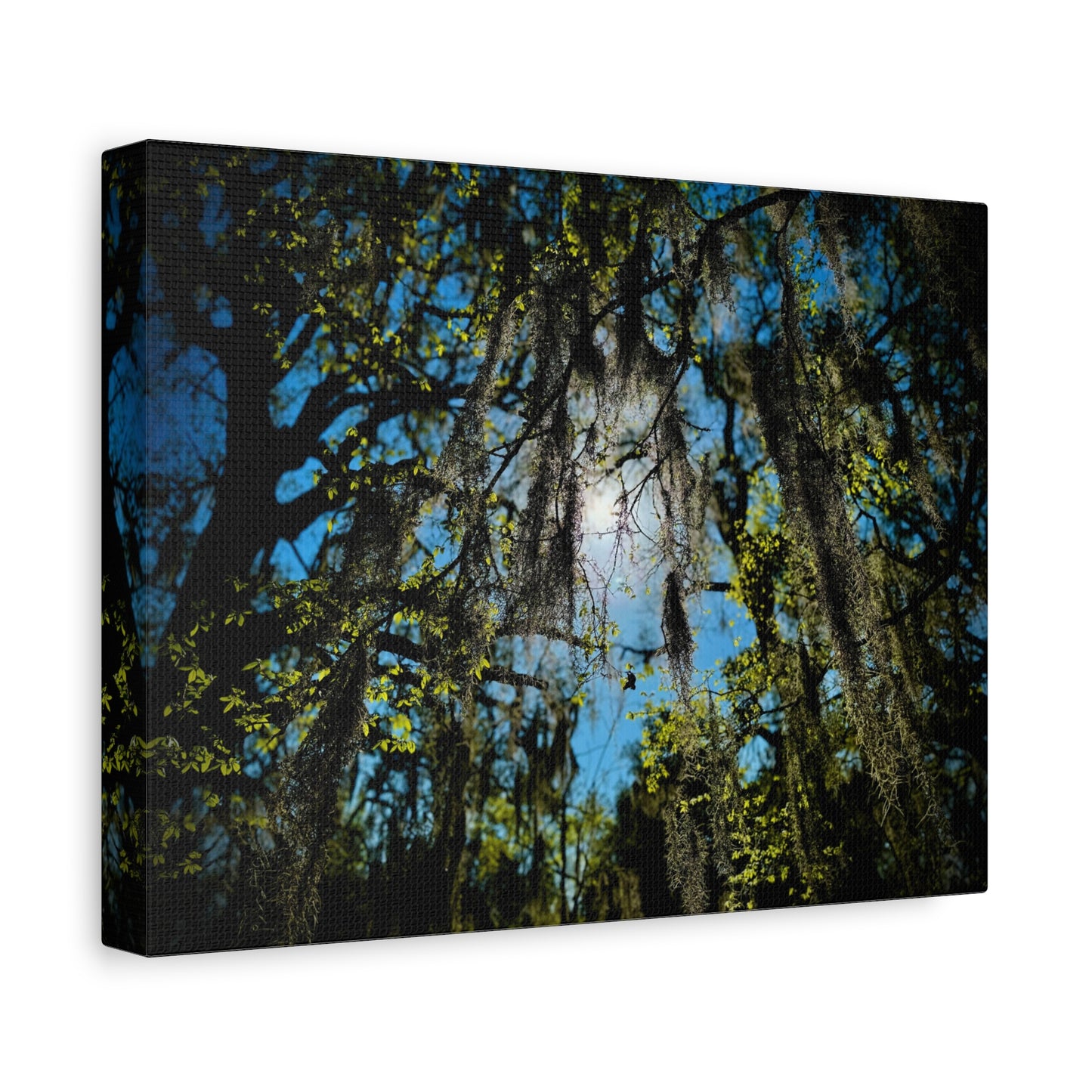 Spanish Moss Sunlight Matte Canvas Print — Stretched Wall Art (1.25")