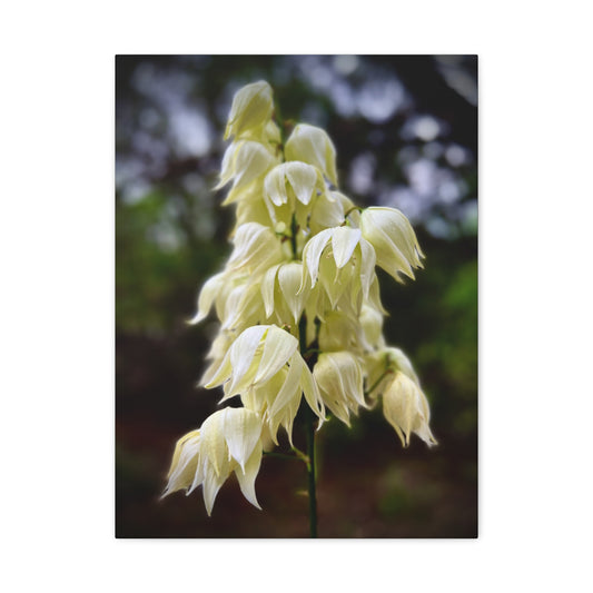 White Yucca Blossom Matte Canvas Wall Art — Stretched Floral Photography Print