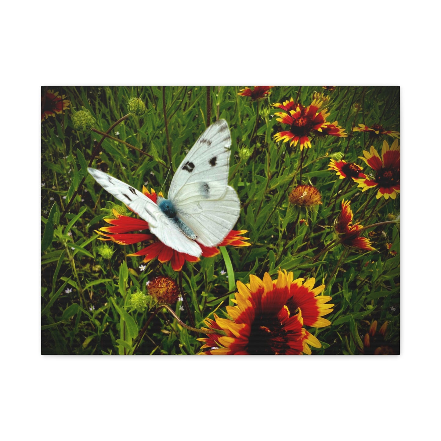 White Butterfly on Indian Blanket Wildflowers Matte Canvas Wall Art