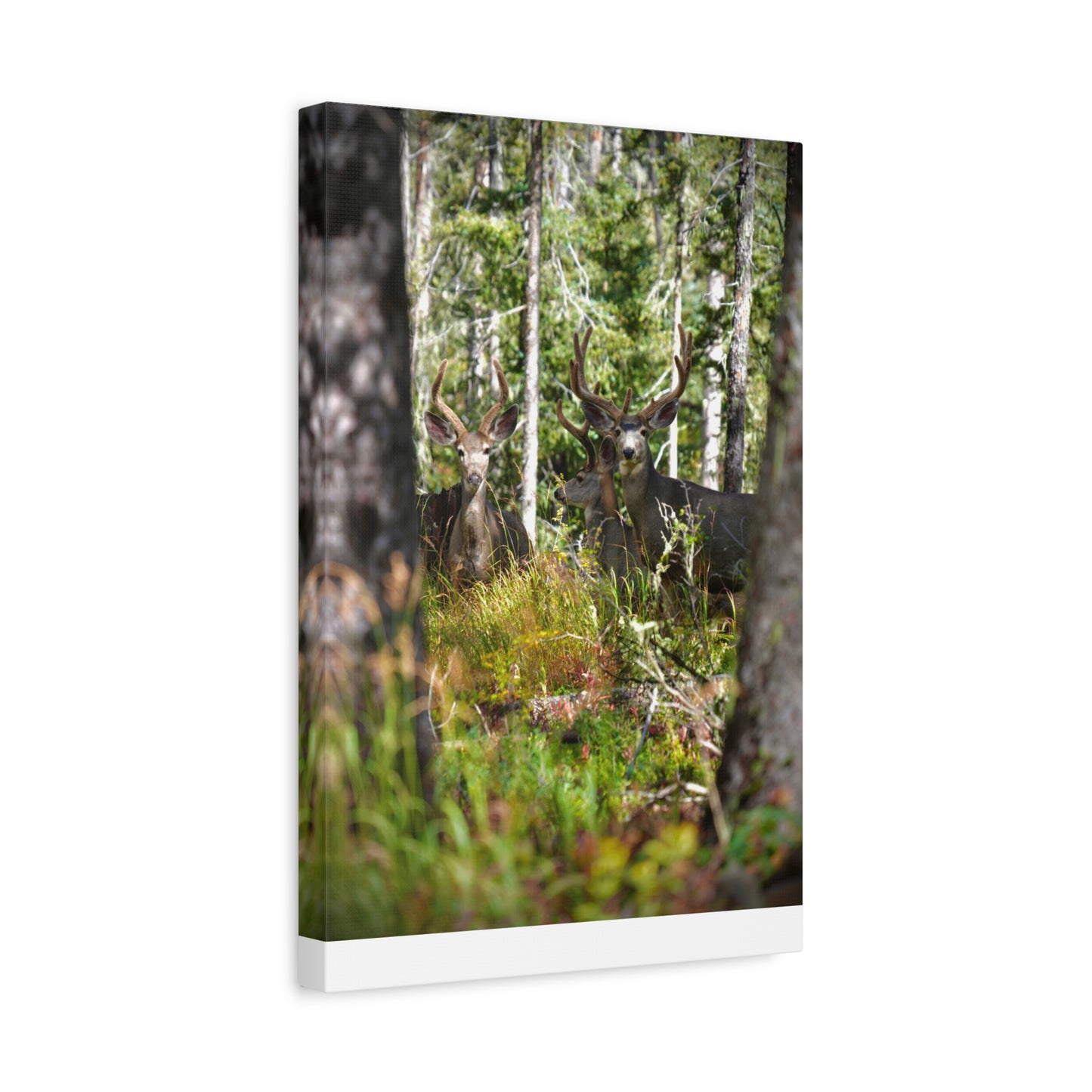 Deer in Forest Matte Canvas Print — Stretched Woodland Wildlife Wall Art