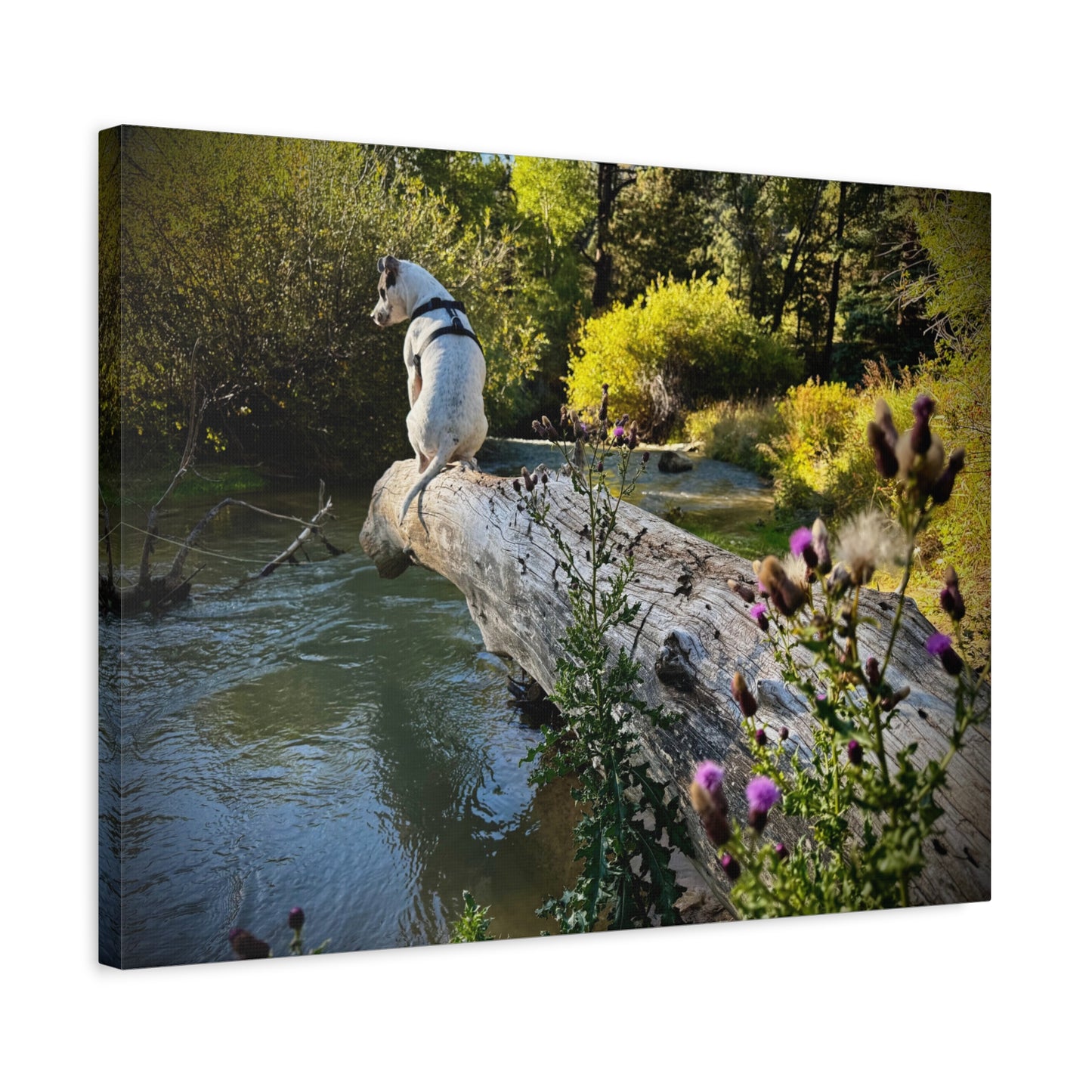 Scenic River Dog - Manxy - Canvas Print — Matte Stretched Wall Art