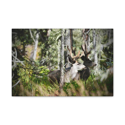 Deer in Woodland Matte Canvas Print — Stretched 1.25"