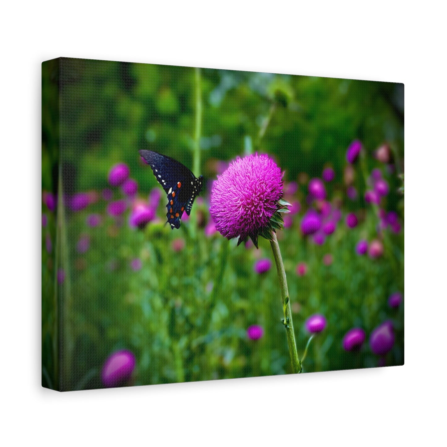 Butterfly on Pink Thistle Canvas Print — Floral Nature Wall Art