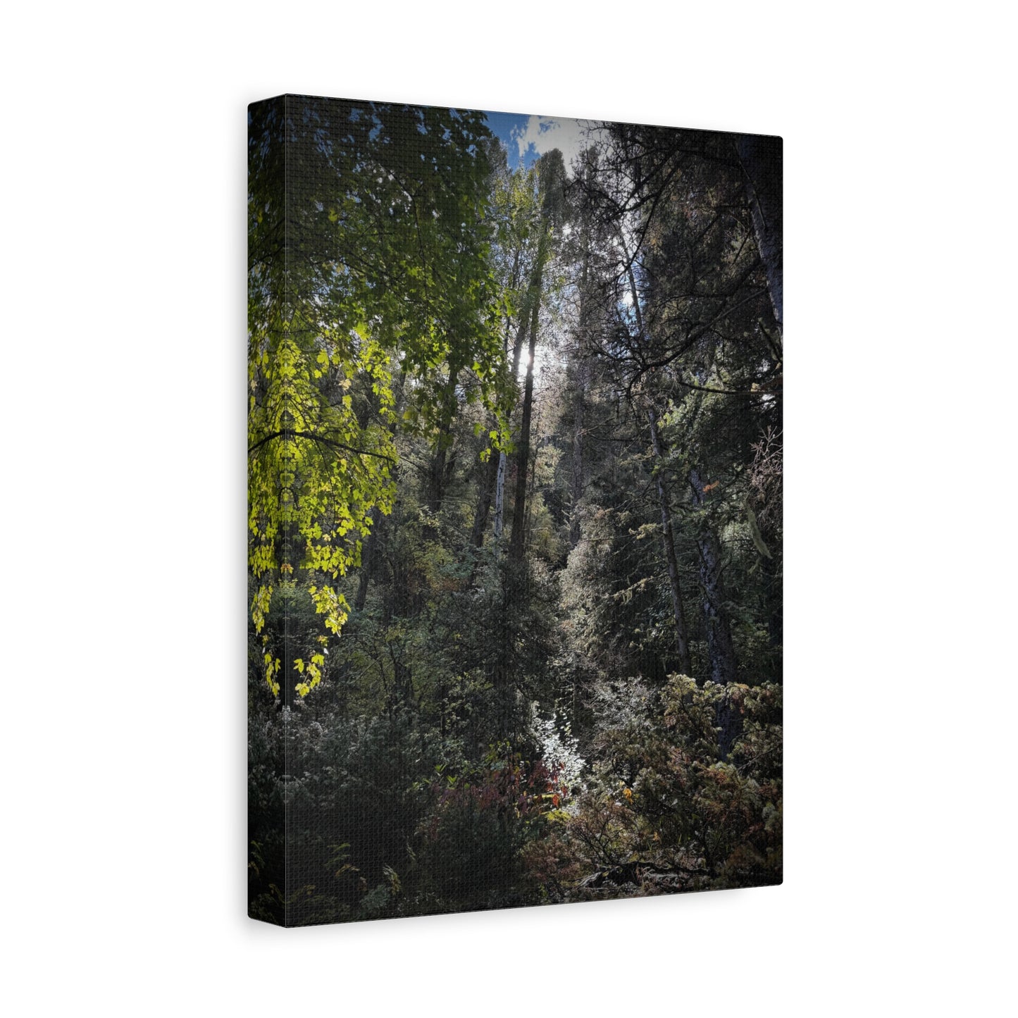 Forest Light Matte Canvas Print — Sunlit Woodland Wall Art (Stretched 1.25")