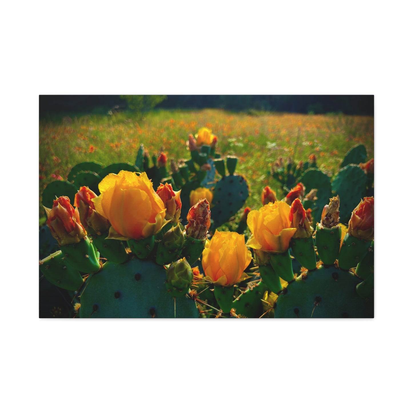 Prickly Pear Cactus Bloom Matte Canvas Print — Stretched Wall Art
