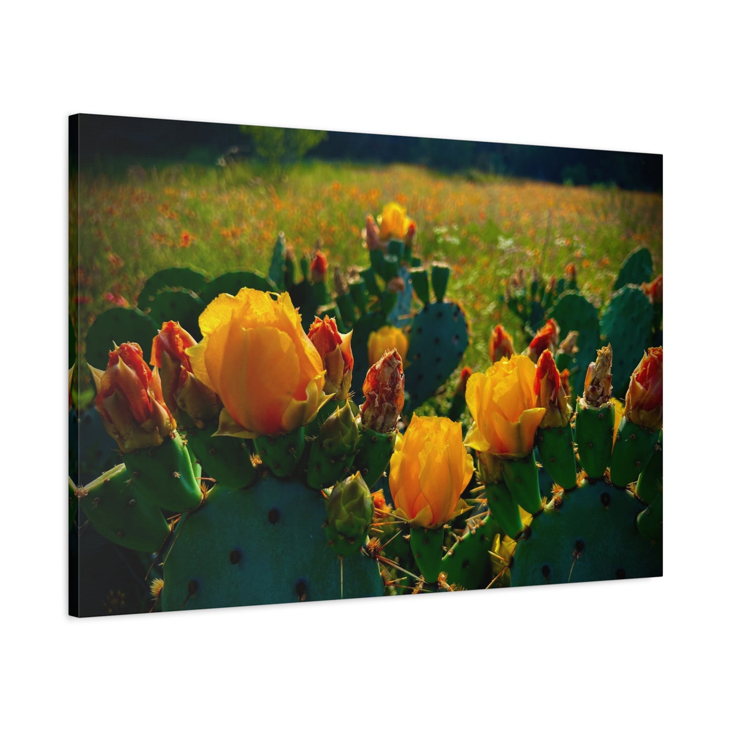 Prickly Pear Cactus Bloom Matte Canvas Print — Stretched Wall Art