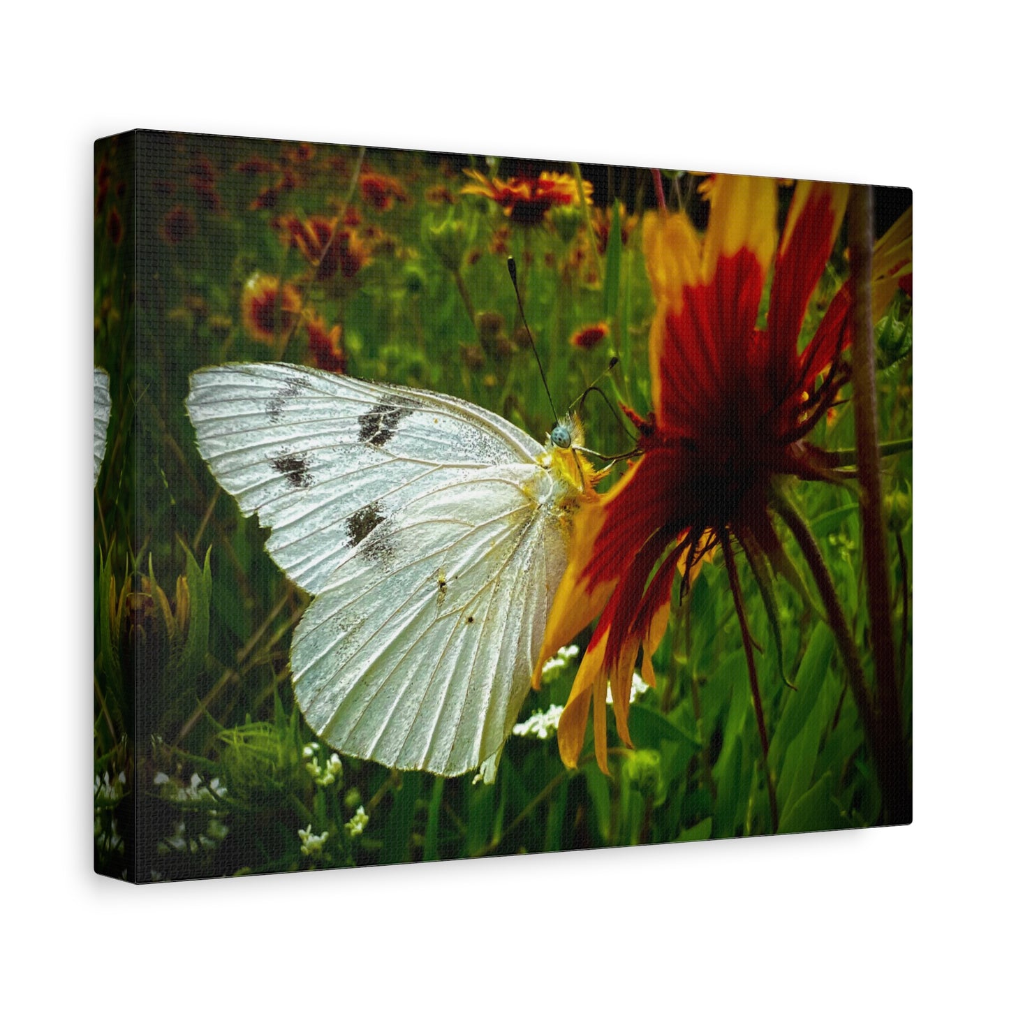 White Butterfly on Wildflower Canvas Print — Nature Wall Art, Garden Butterfly Photography
