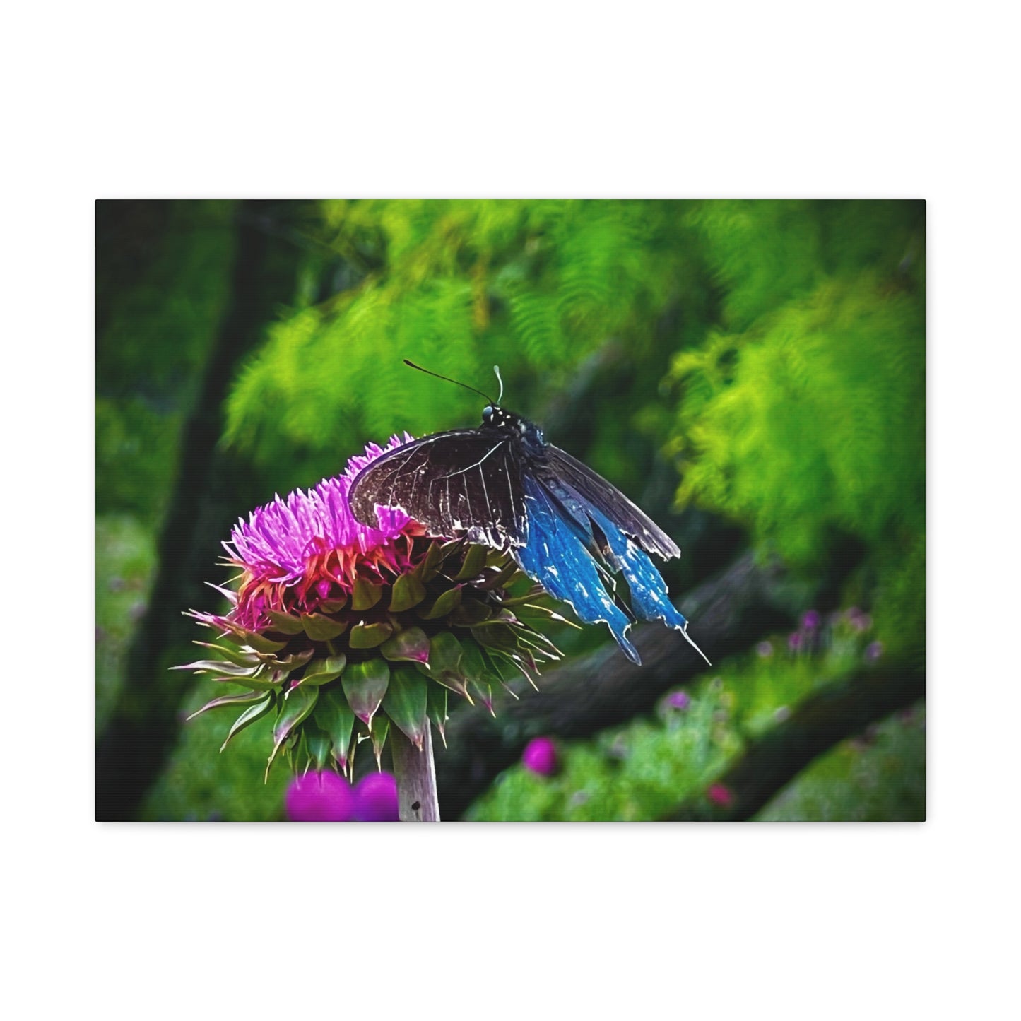 Blue Swallowtail on Thistle — Matte Stretched Canvas Wall Art