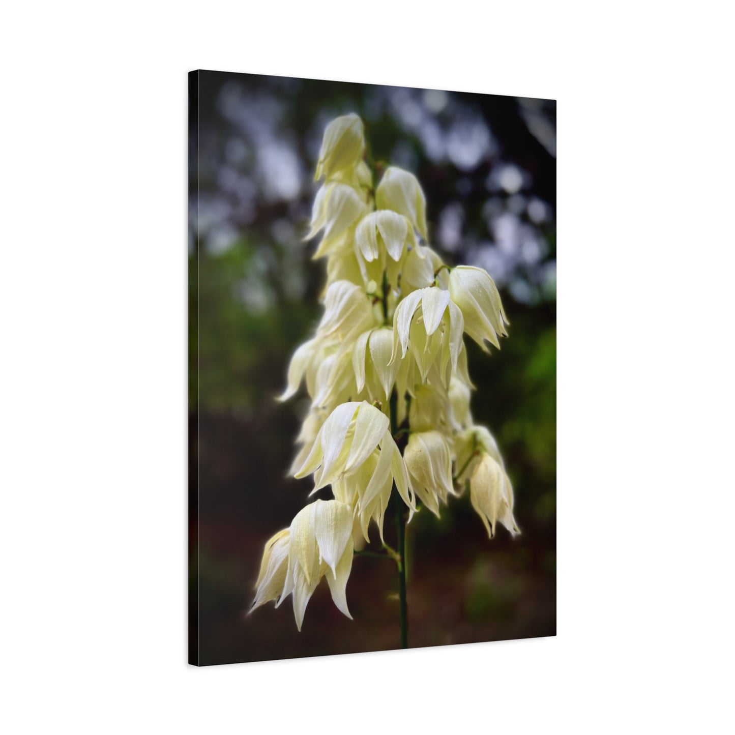 White Yucca Blossom Matte Canvas Wall Art — Stretched Floral Photography Print