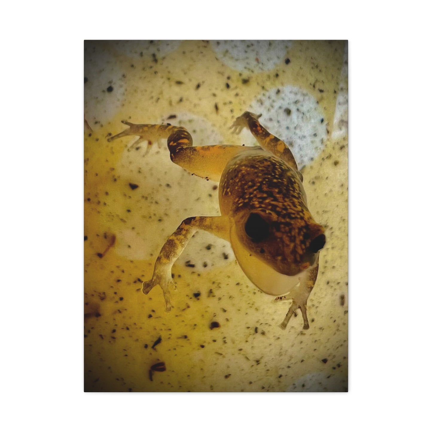 Golden Frog Canvas Wall Art — Close-Up Amphibian Photography