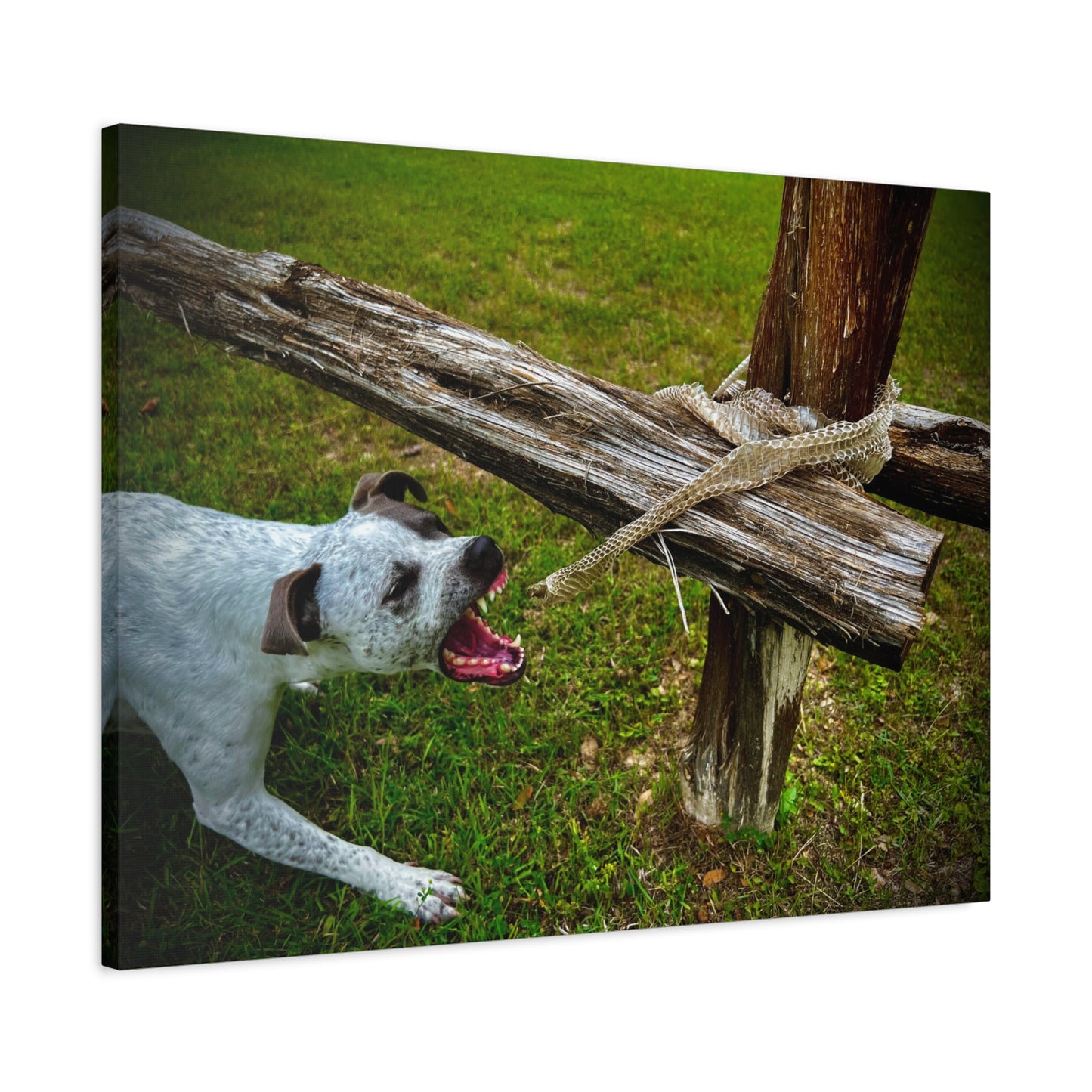 Dog Biting At Snake Skin Matte Canvas, Stretched, 1.25"