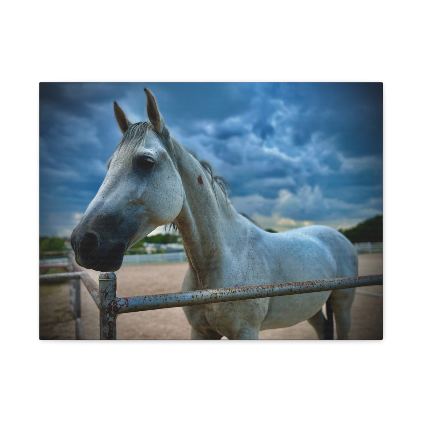 Stormy Sky White Horse - Coolio - Matte Canvas Print — Stretched Wall Art