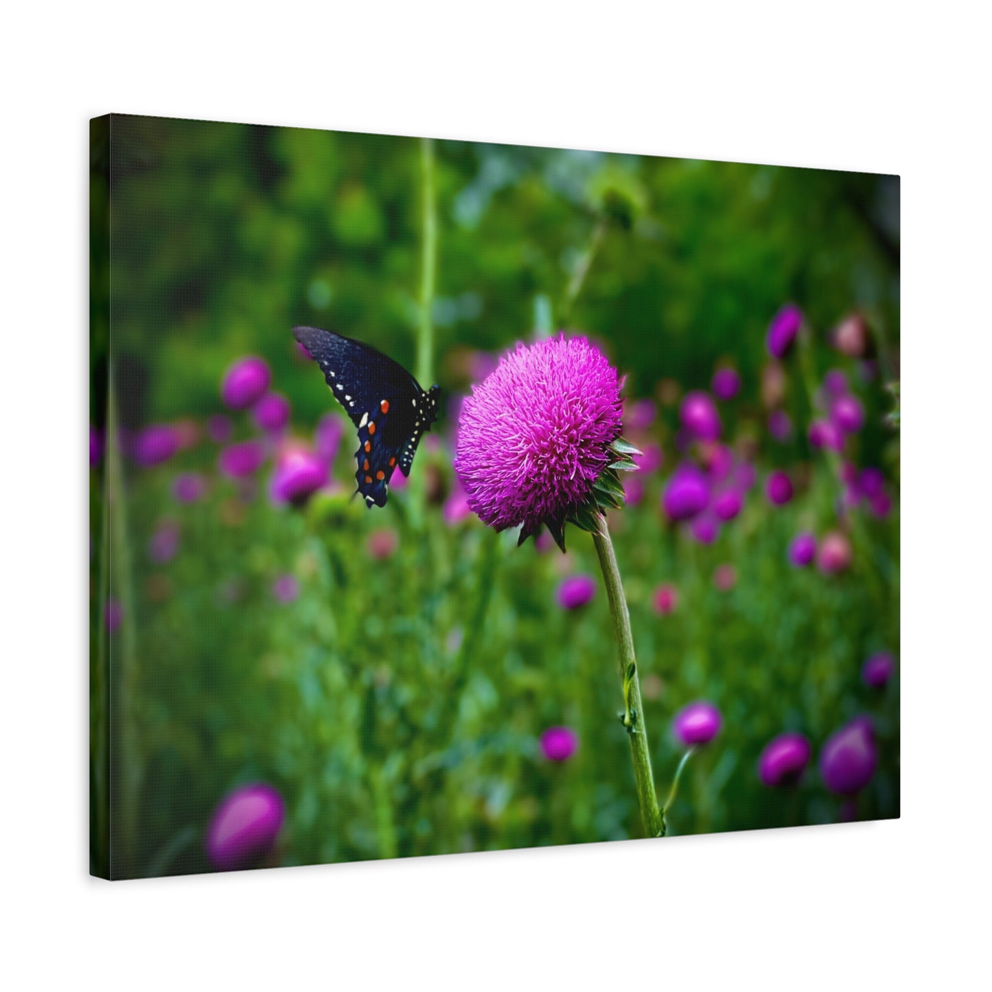 Butterfly on Pink Thistle Canvas Print — Floral Nature Wall Art