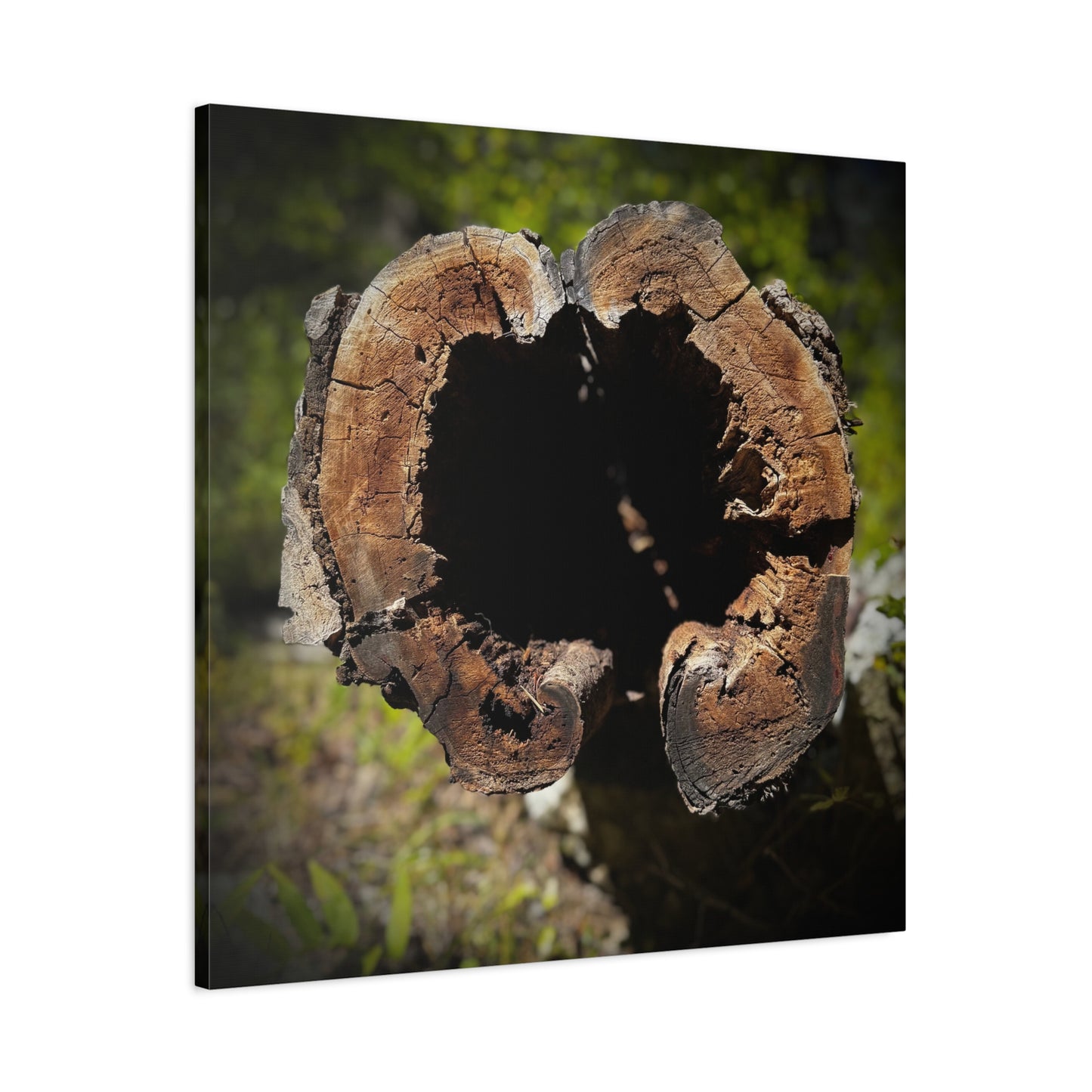 Heartwood Log Photo Canvas — Rustic Nature Wall Art