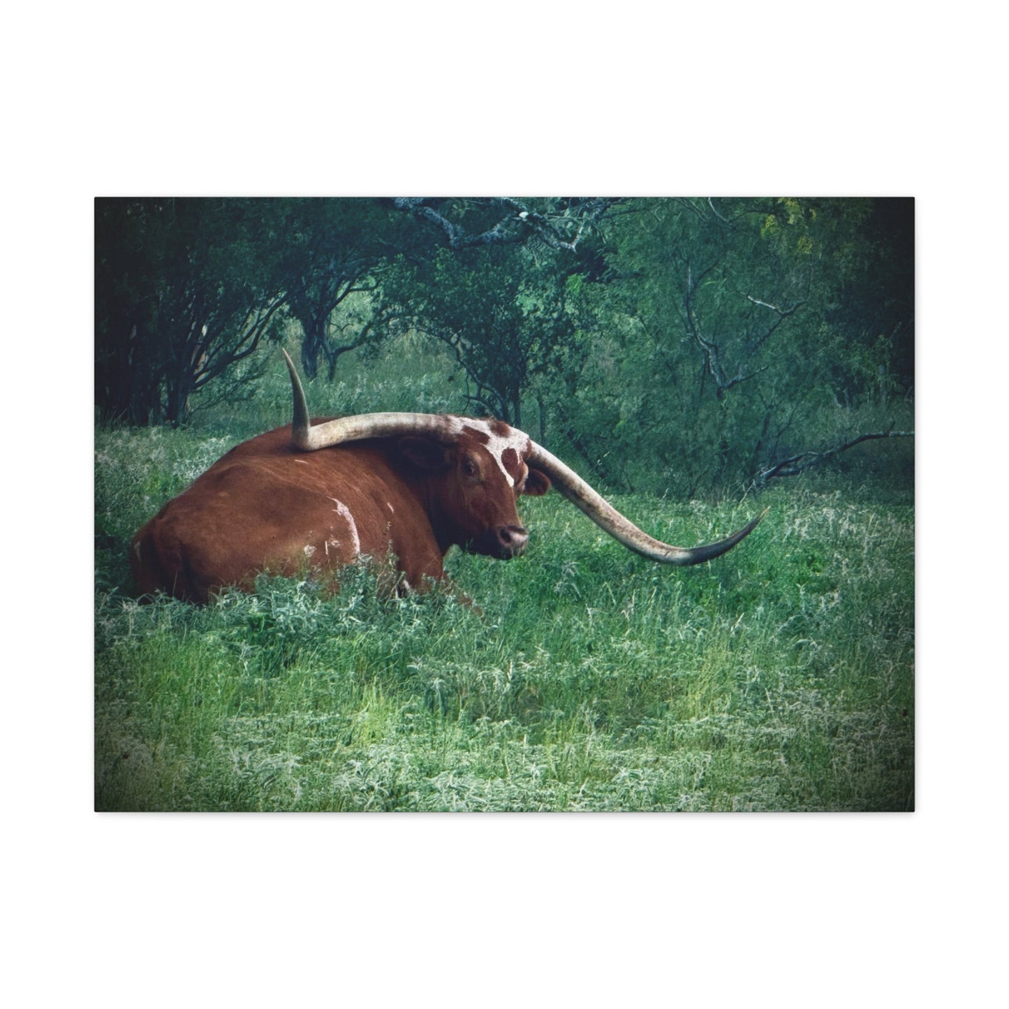 Longhorn Steer Canvas Print - Rustic Texas Ranch Wall Art